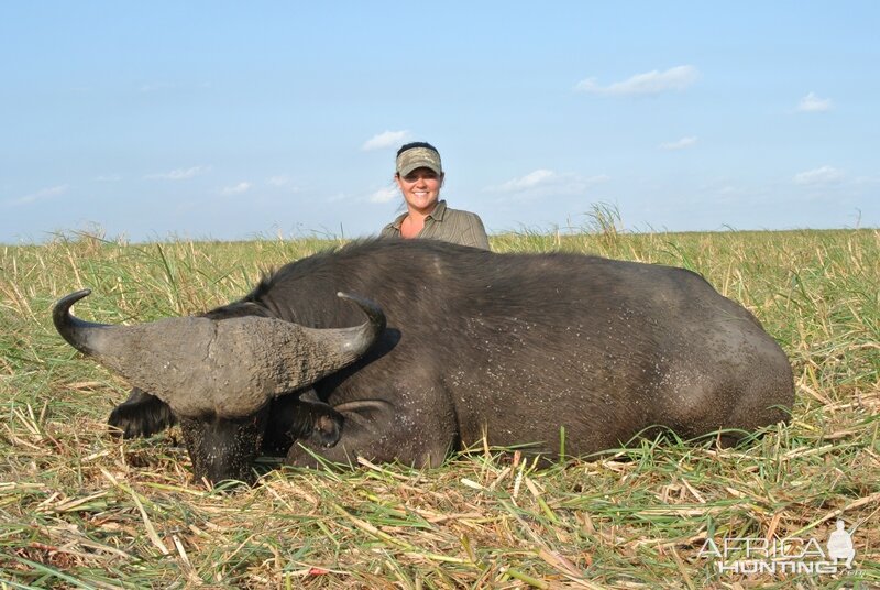 Buffalo Mozambique