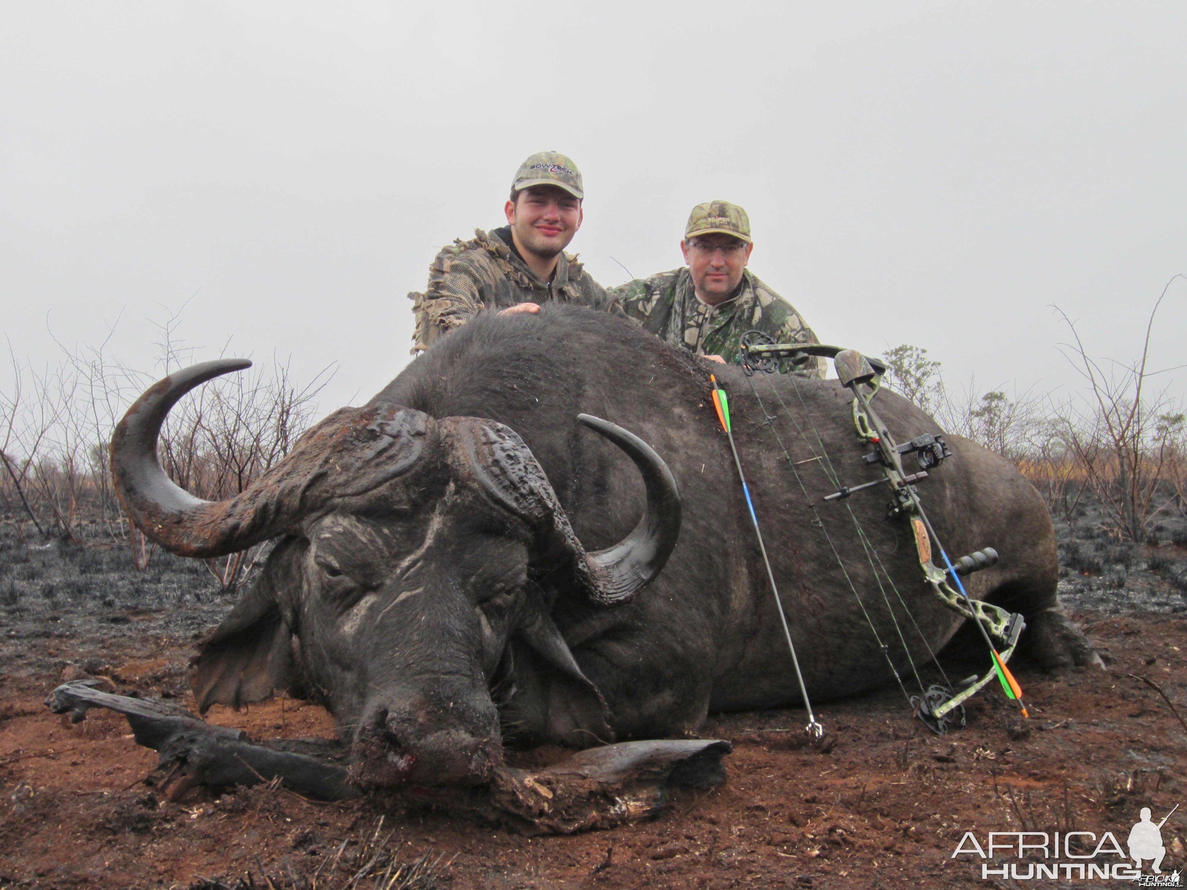 Buffalo ~ Mozambique