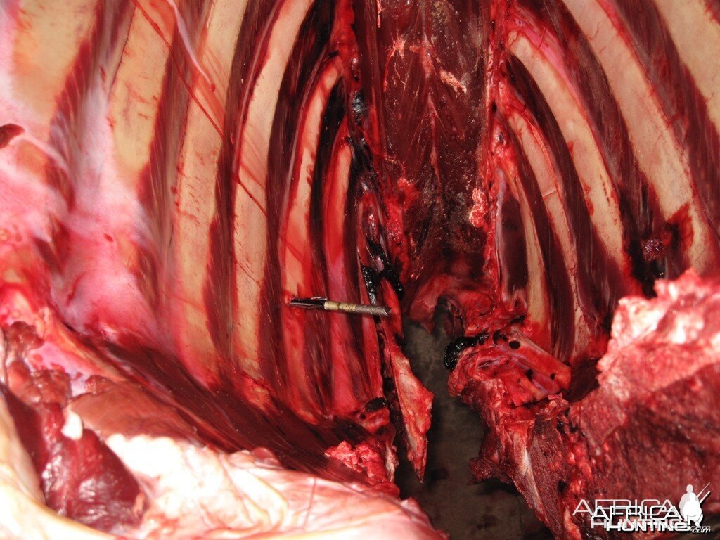 Buffalo Rib Cage - Arrow Penetration