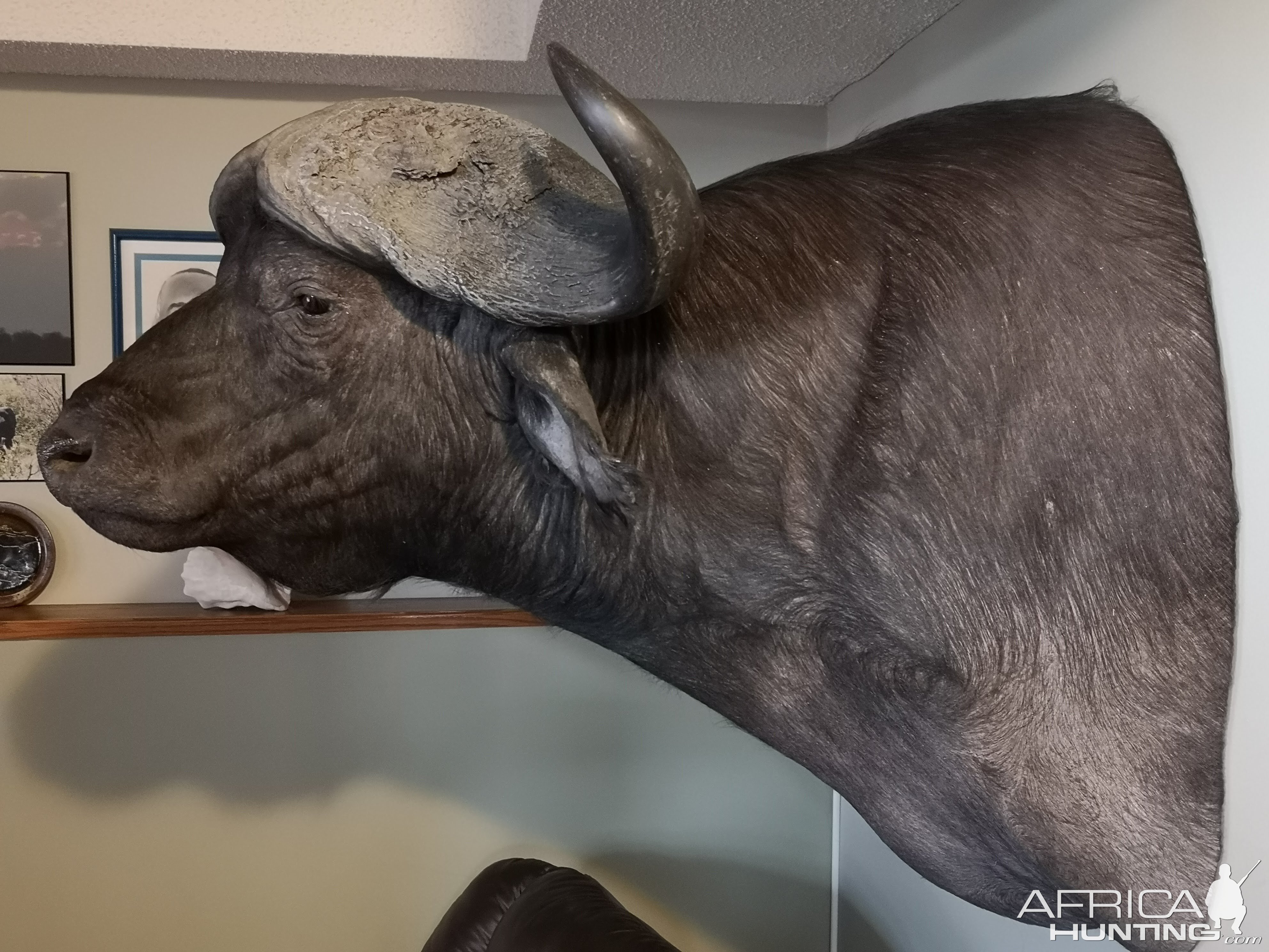 Buffalo Shoulder Mount Taxidermy