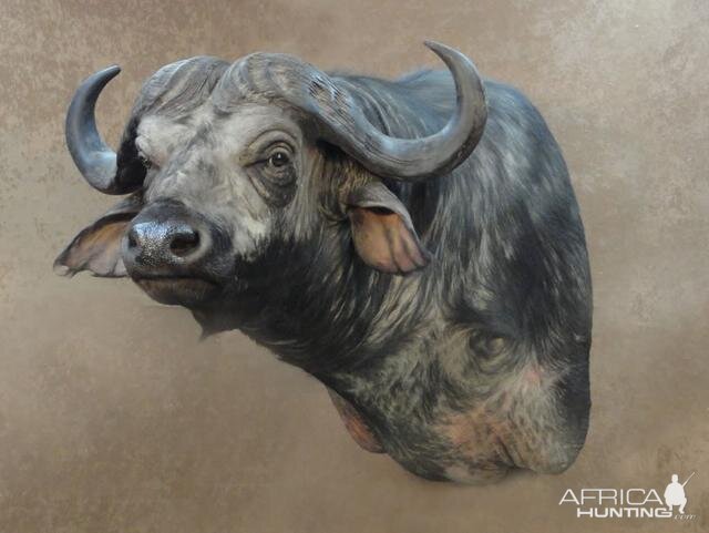 Buffalo Shoulder Mount Taxidermy