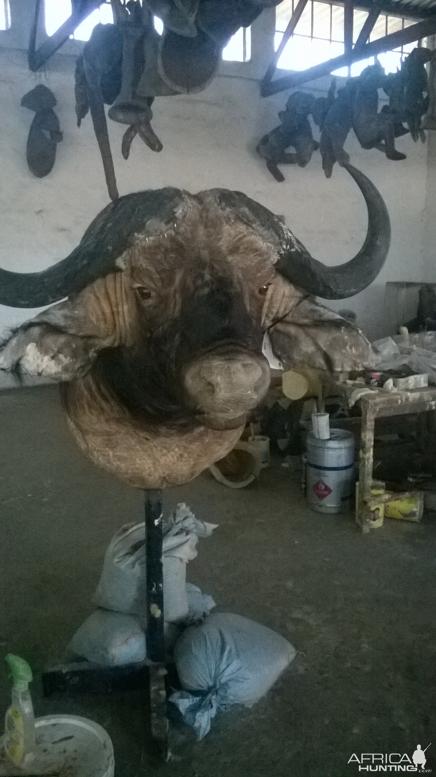 Buffalo Shoulder Mount Taxidermy