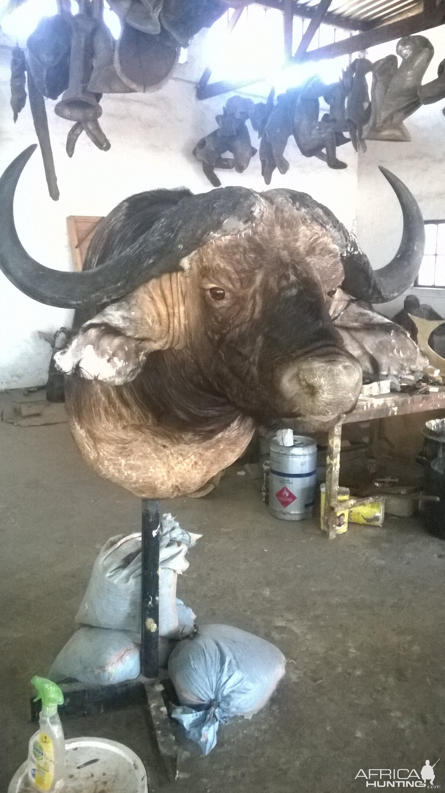 Buffalo Shoulder Mount Taxidermy