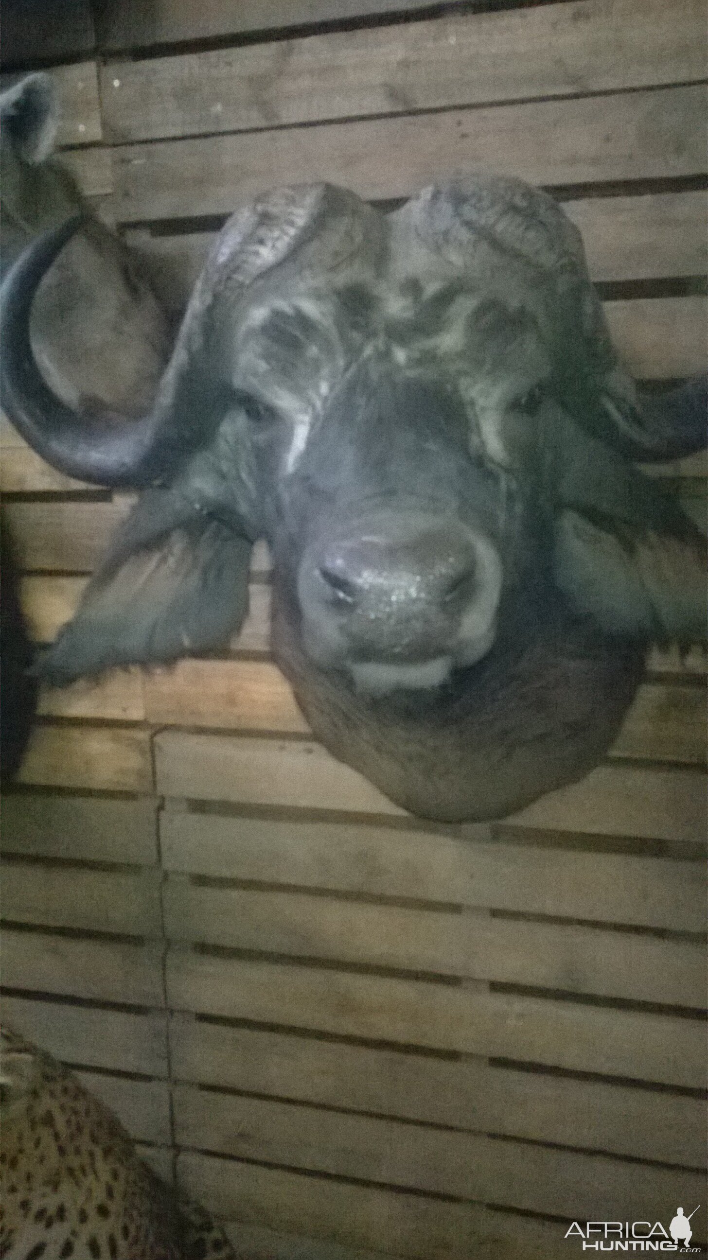 Buffalo Shoulder Mount Taxidermy