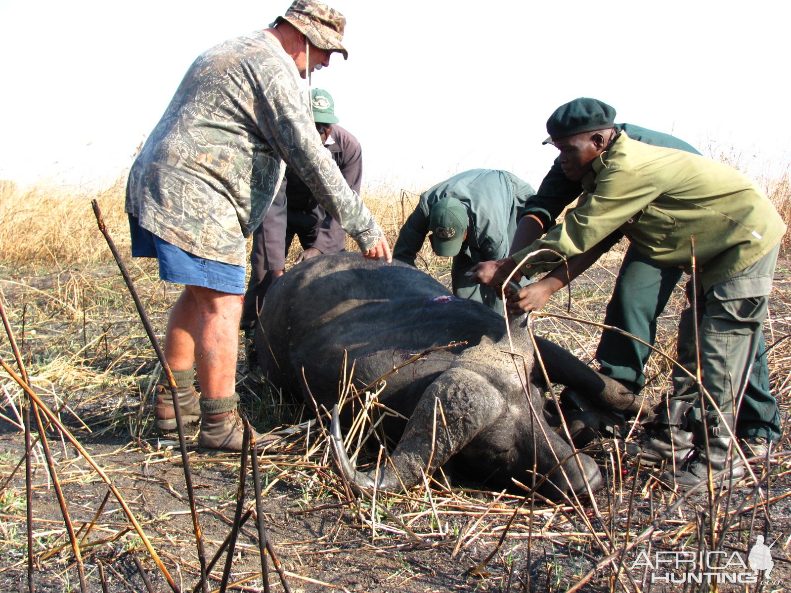 Buffalo Skinning Zambia