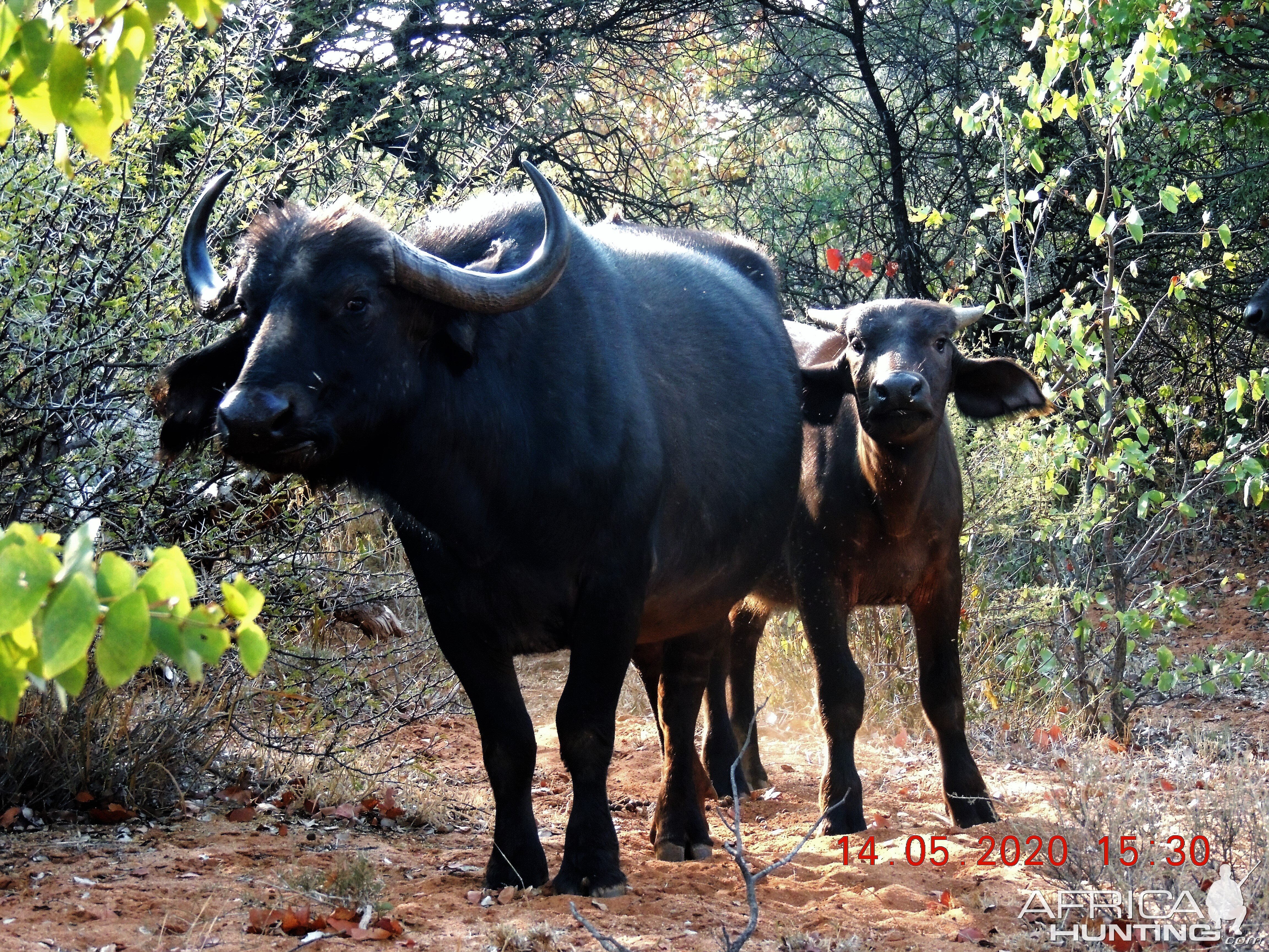 Buffalo, South Africa