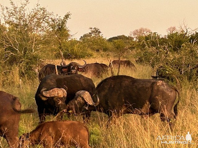 Buffalo South Africa