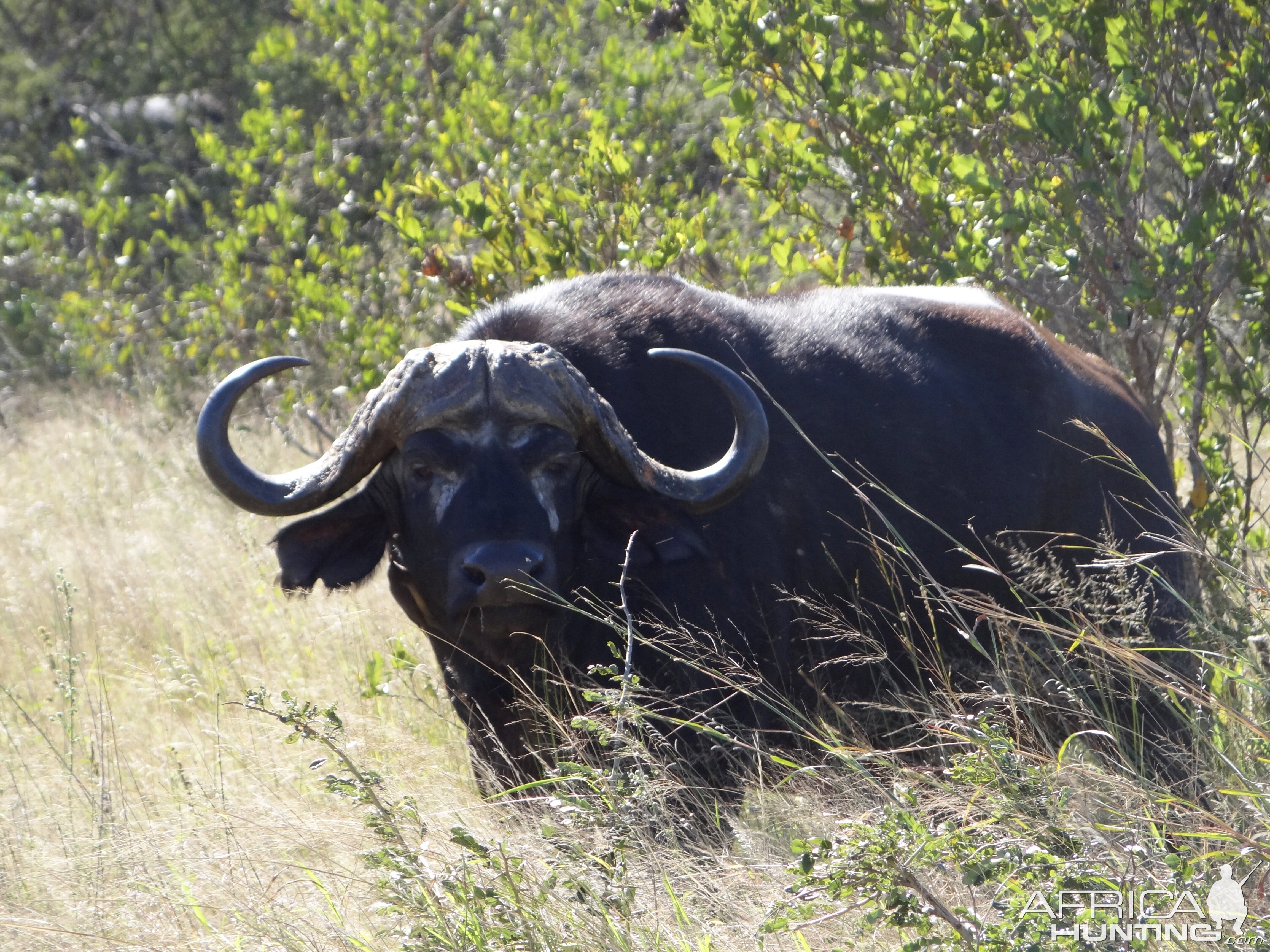 Buffalo South Africa