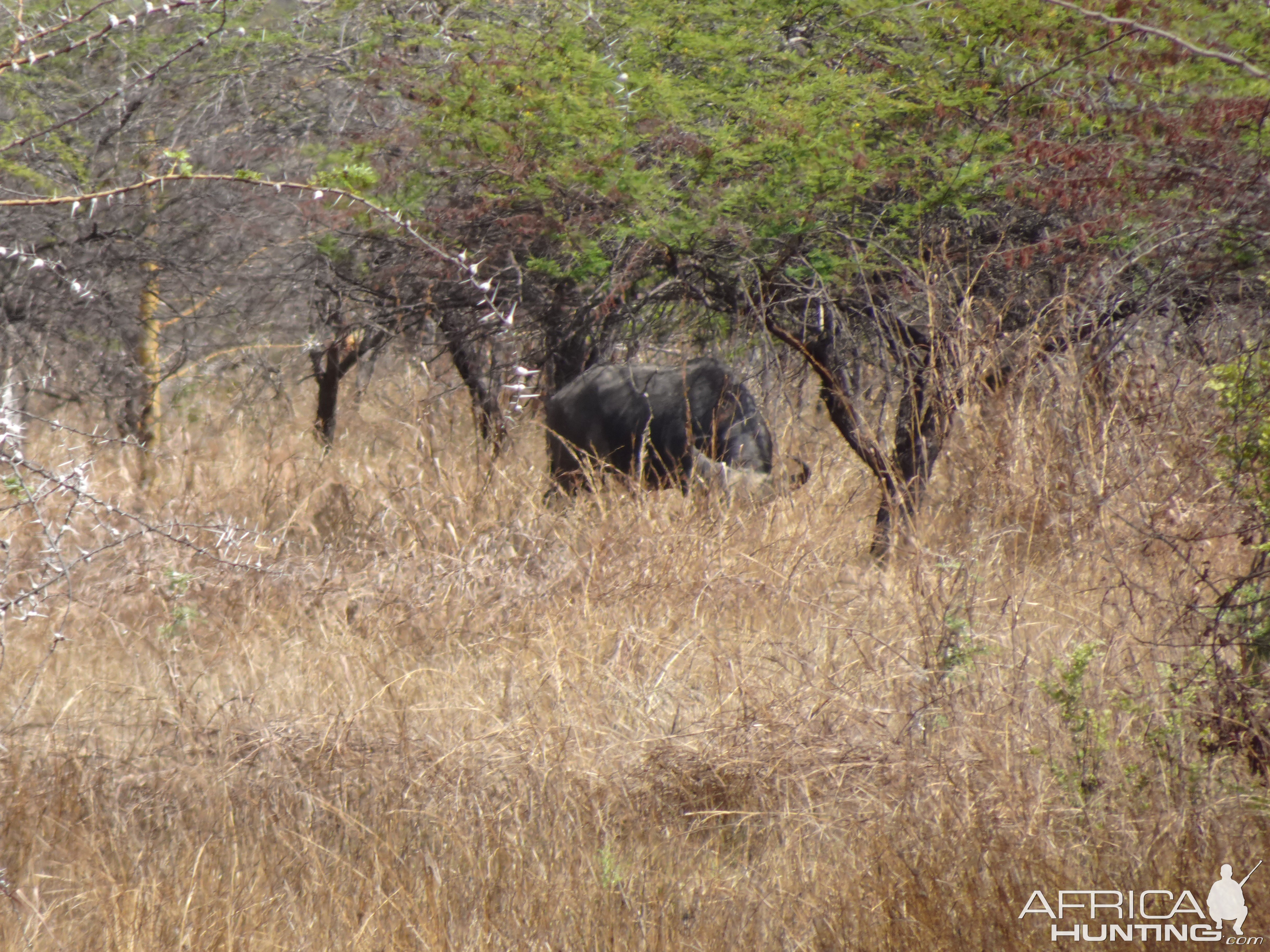 Buffalo Tanzania