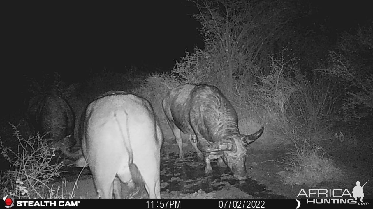 Buffalo Trail Camera South Africa