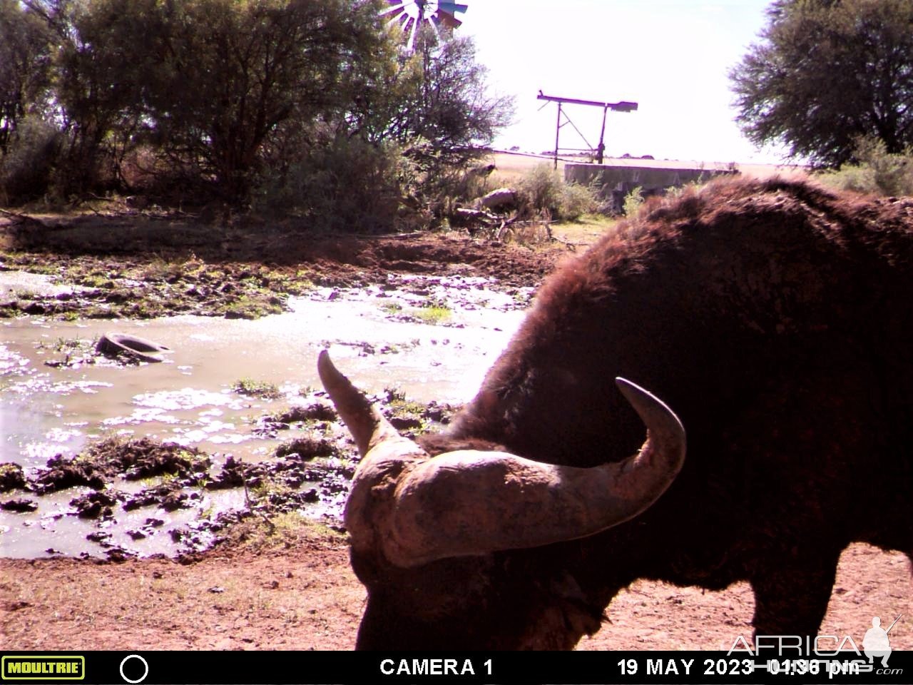Buffalo Trail Camera South Africa