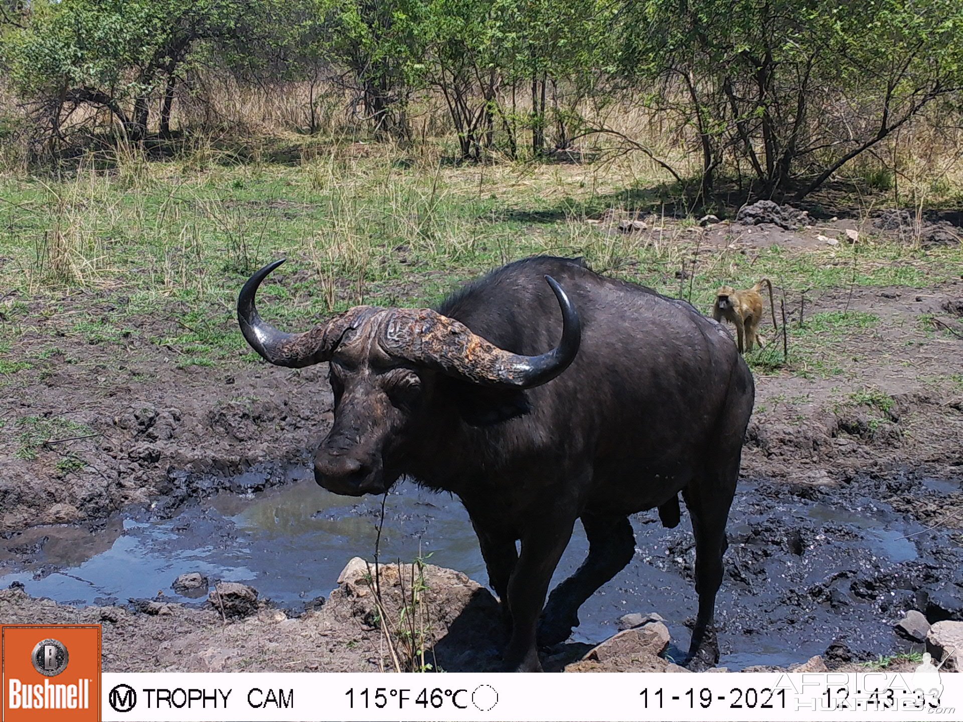 Buffalo Trail Camera Zambia