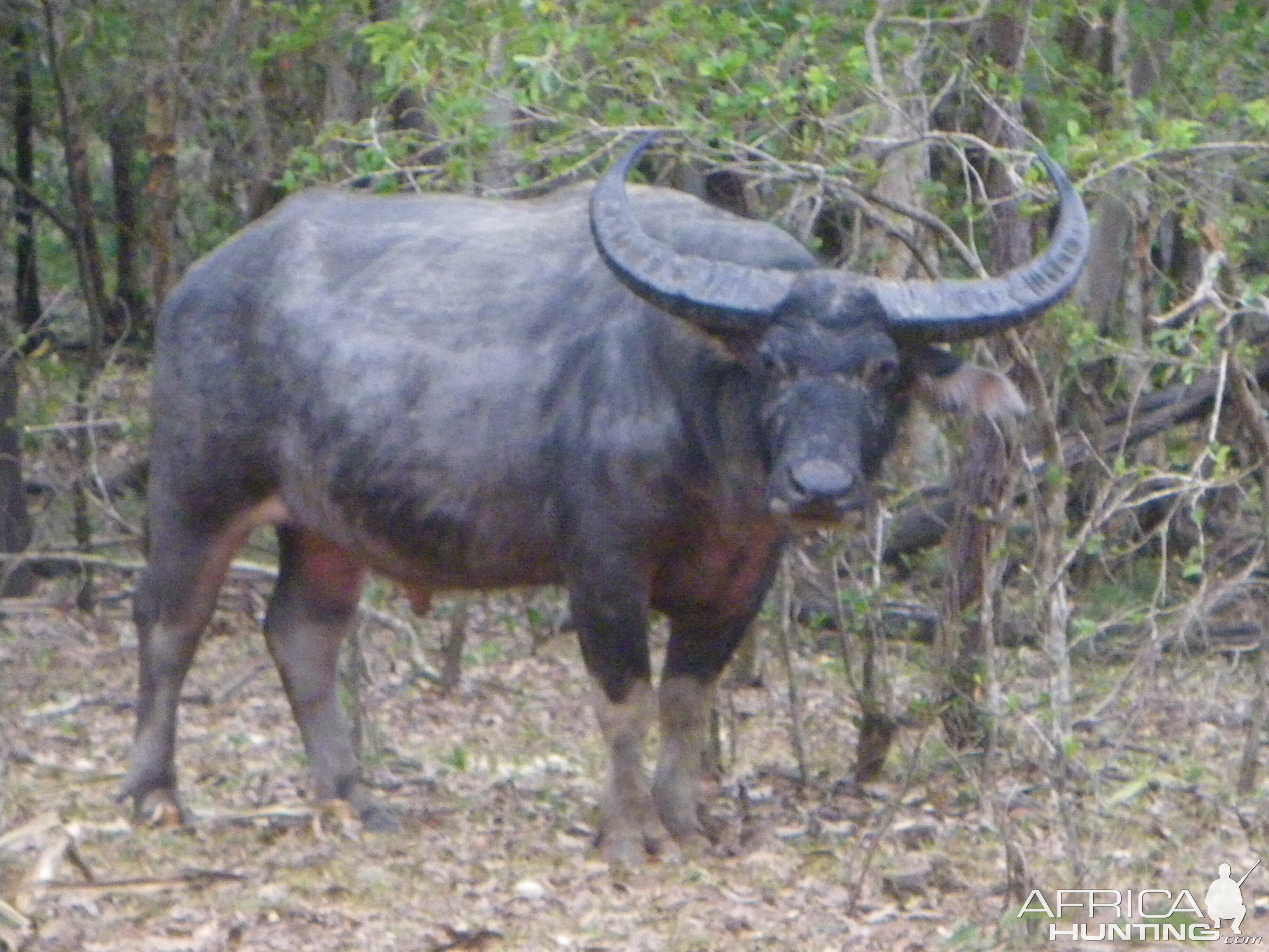 Buffalo Wildlife Australia