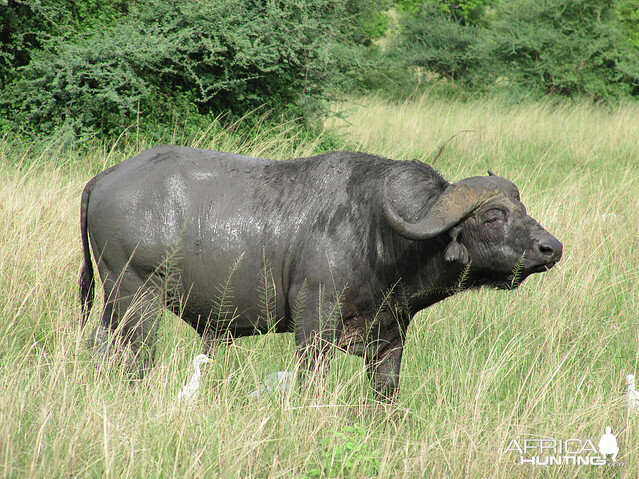 Buffalo Wildlife South Africa