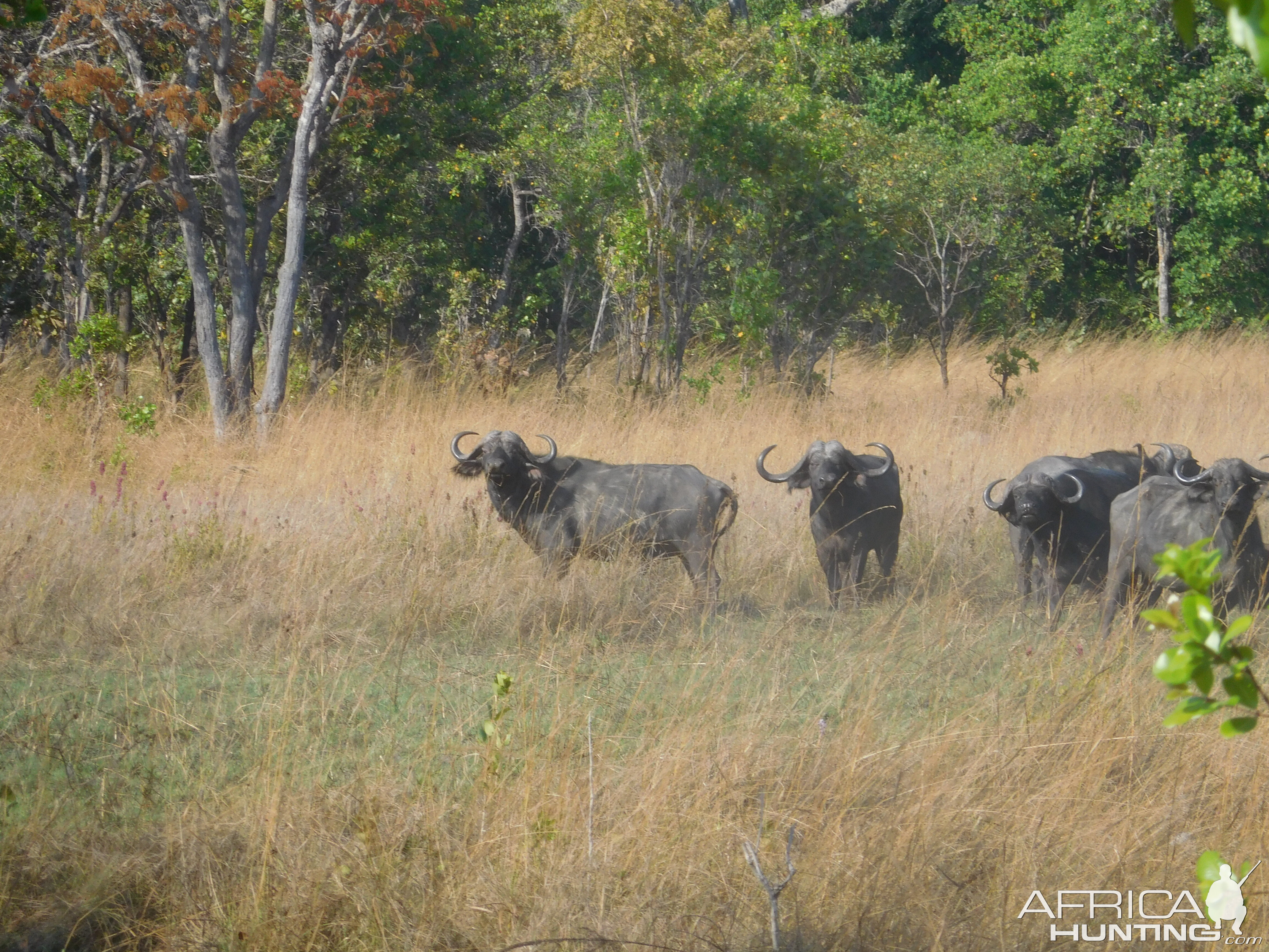 Buffalo Wildlife Tanzania