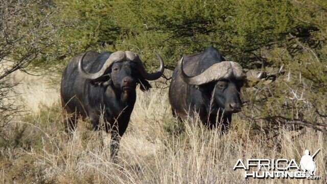 Buffalo - Wintershoek Johnny Vivier Safaris in South Africa