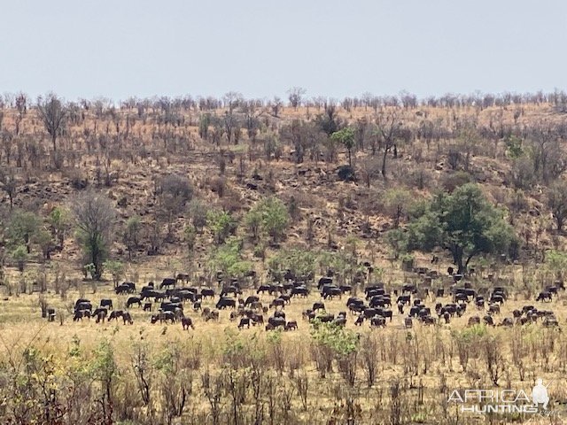 Buffalo Zimbabwe