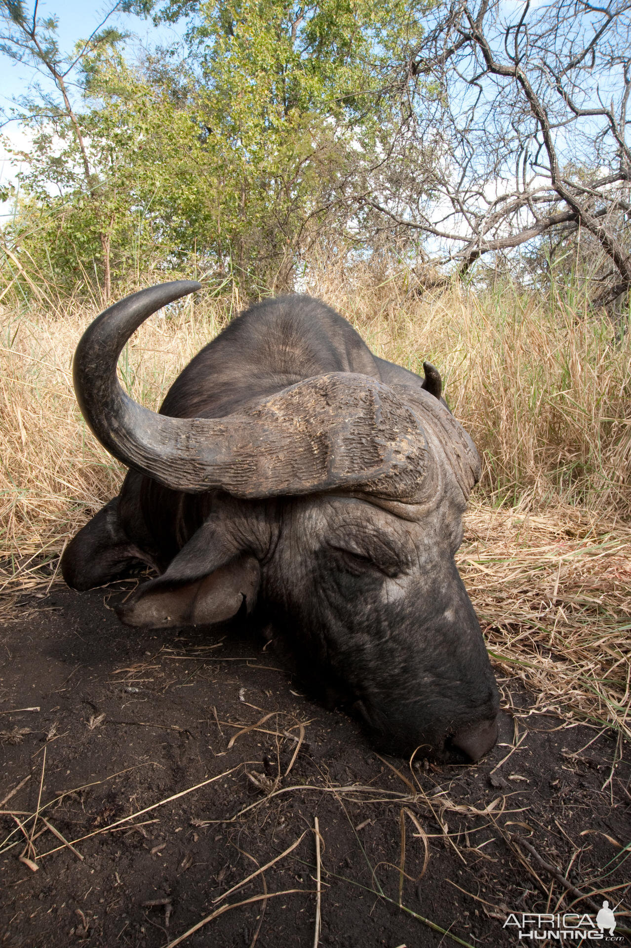 Buffalo Zimbabwe