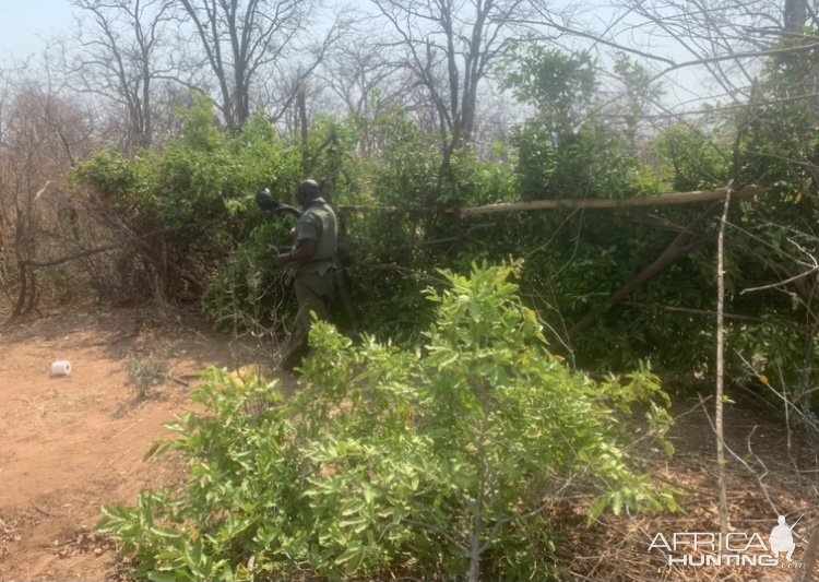 Building Hunting Blind Zimbabwe