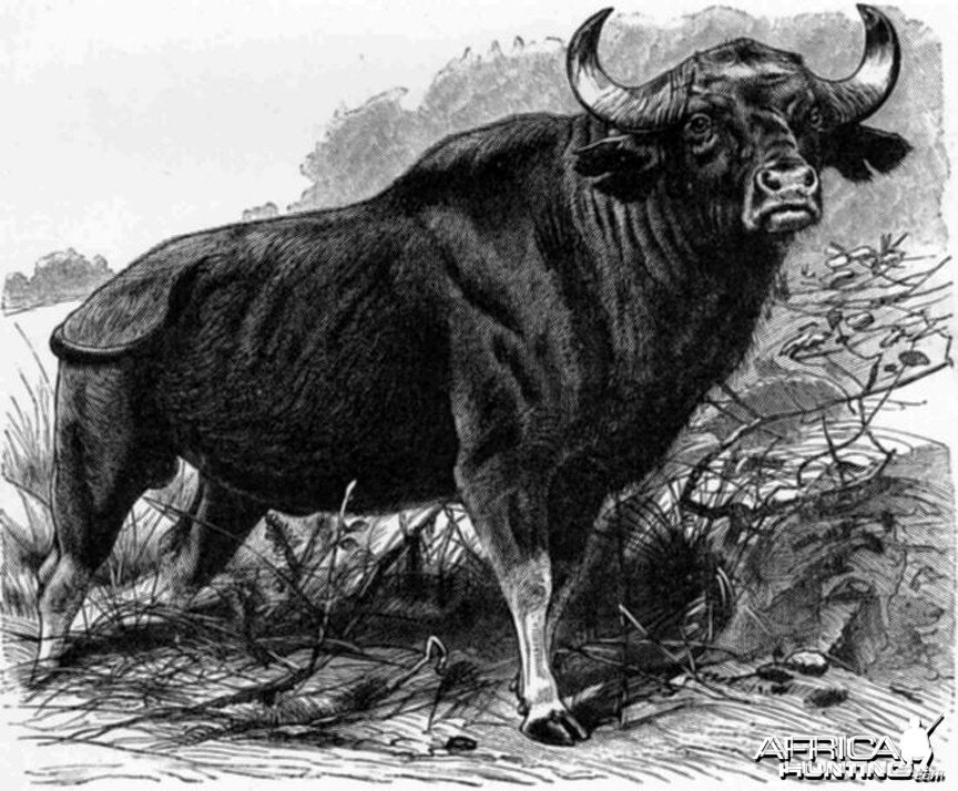Bull Gaur