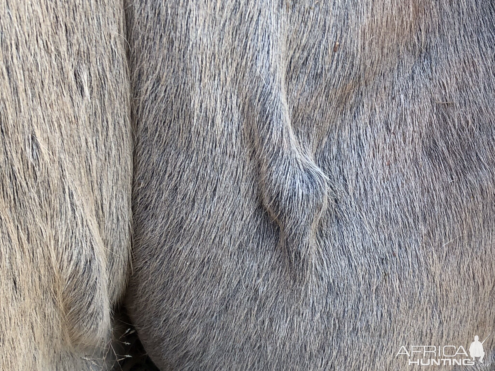 Bullet found under skin of Eland