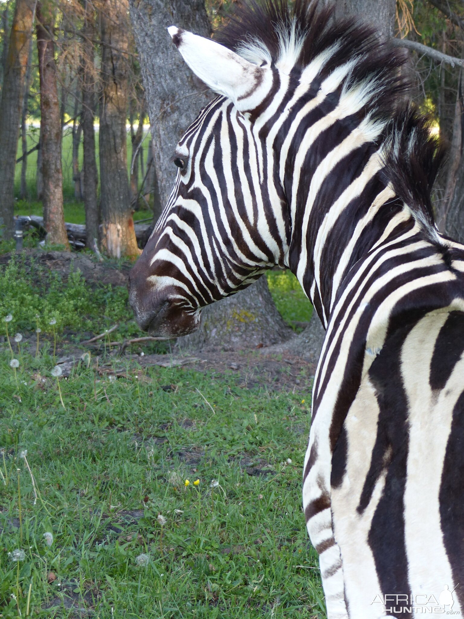 Burchell’s Plain Zebra Shoulder Mount Taxidermy