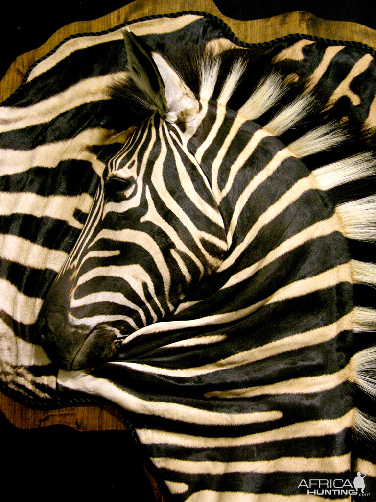 Burchell's Plain Zebra Damaske Taxidermy