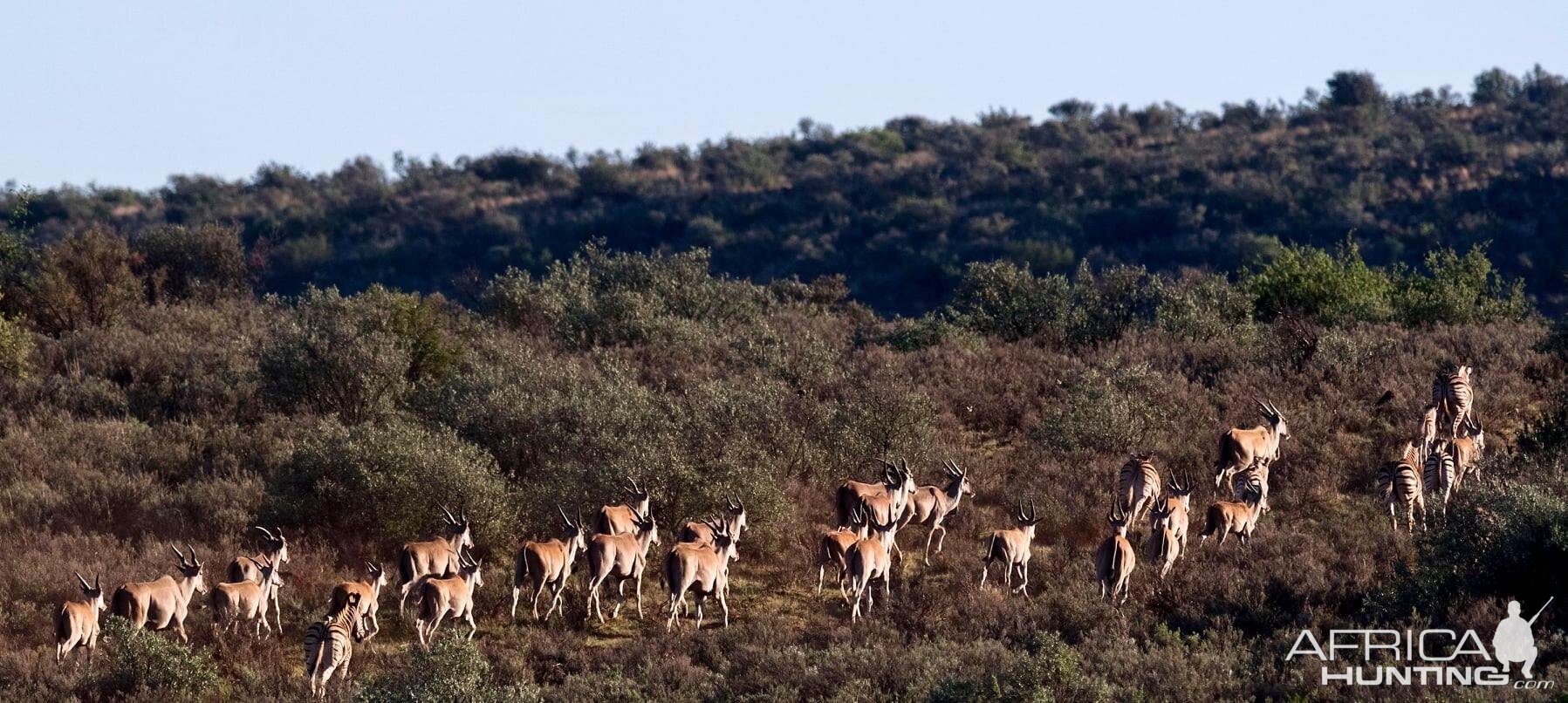 Burchell's Plain Zebra & Eland herd South Africa