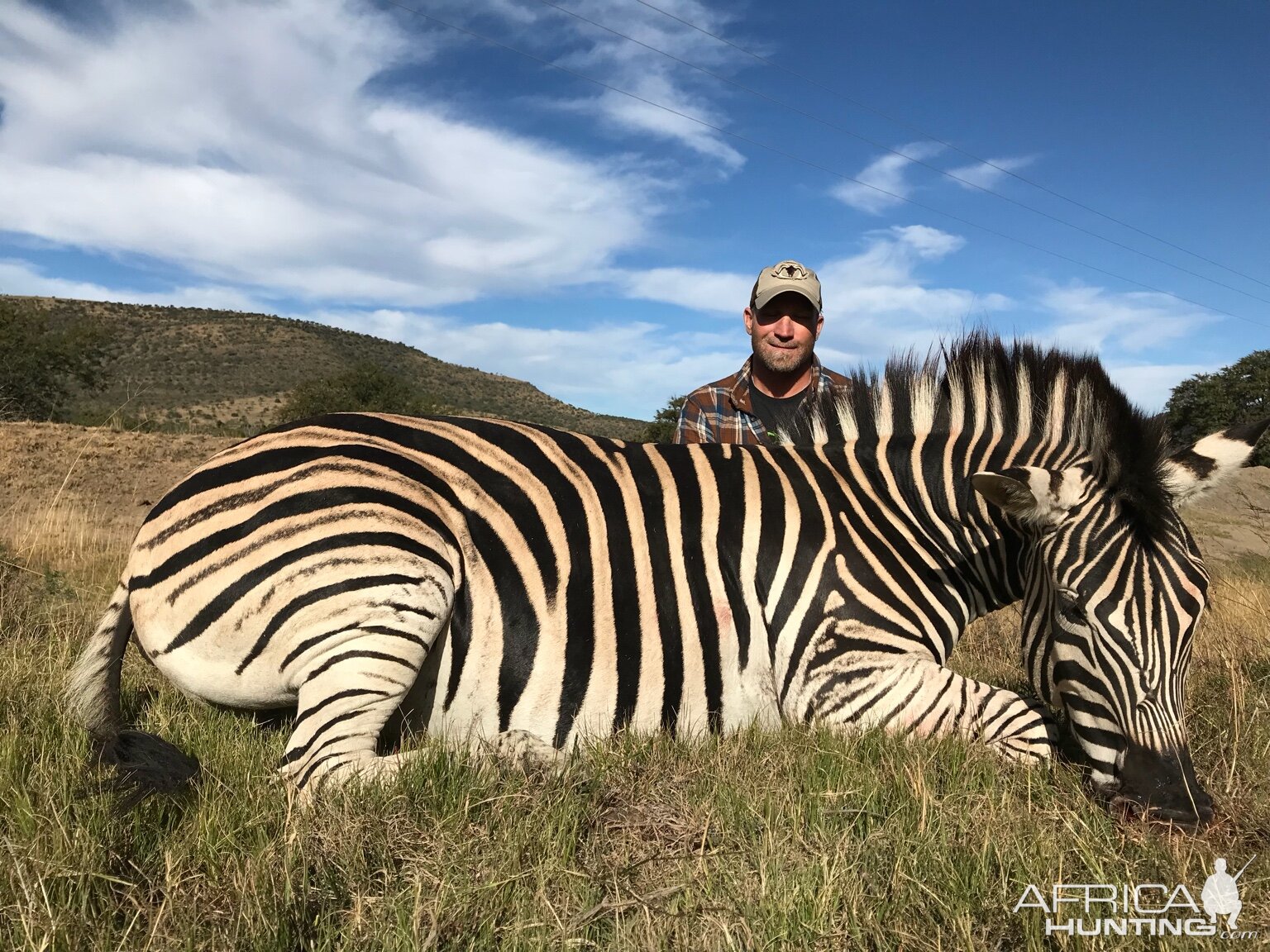 Burchell's Plain Zebra Hunt South Africa