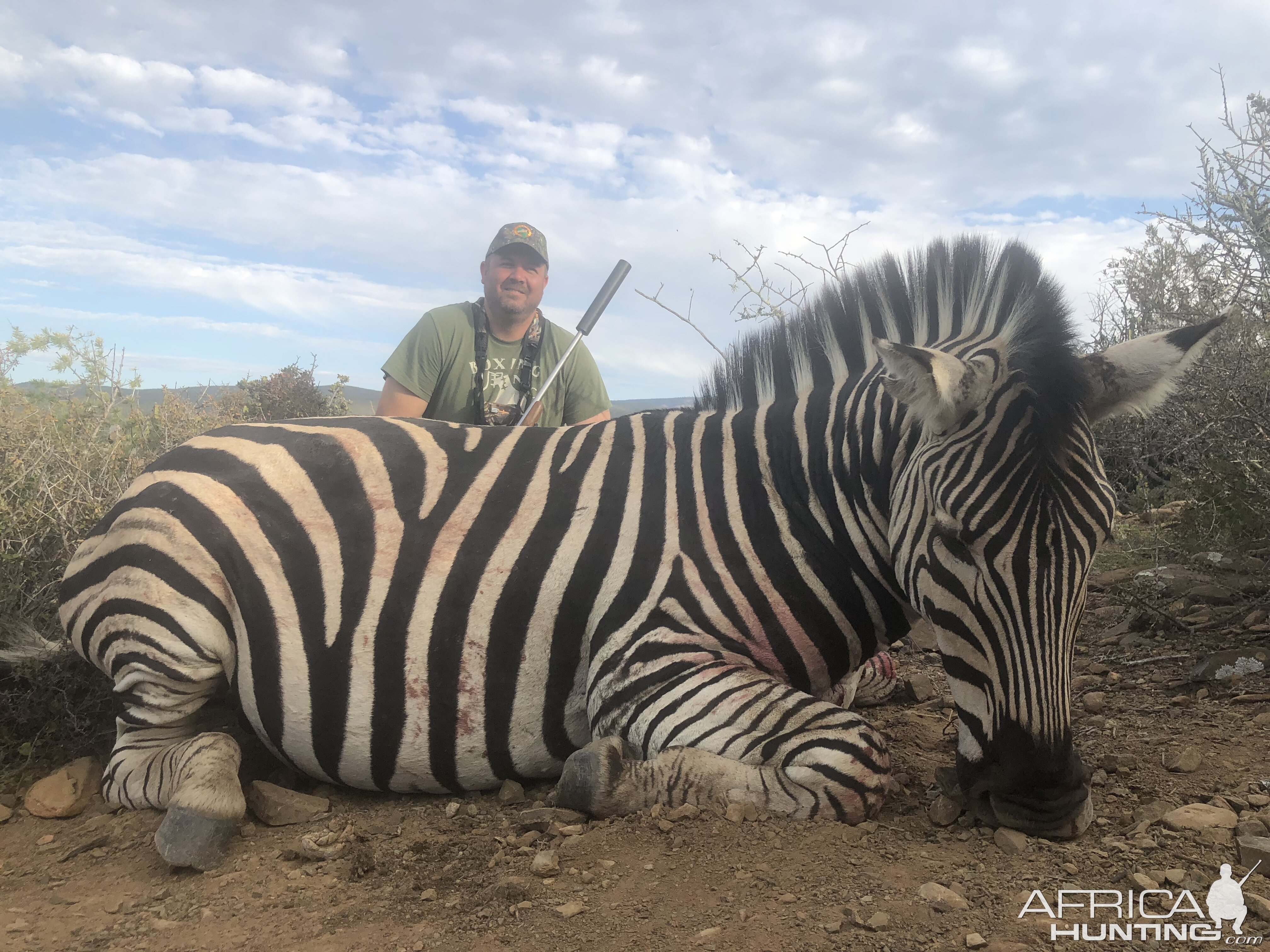 Burchell's Plain Zebra Hunt South Africa