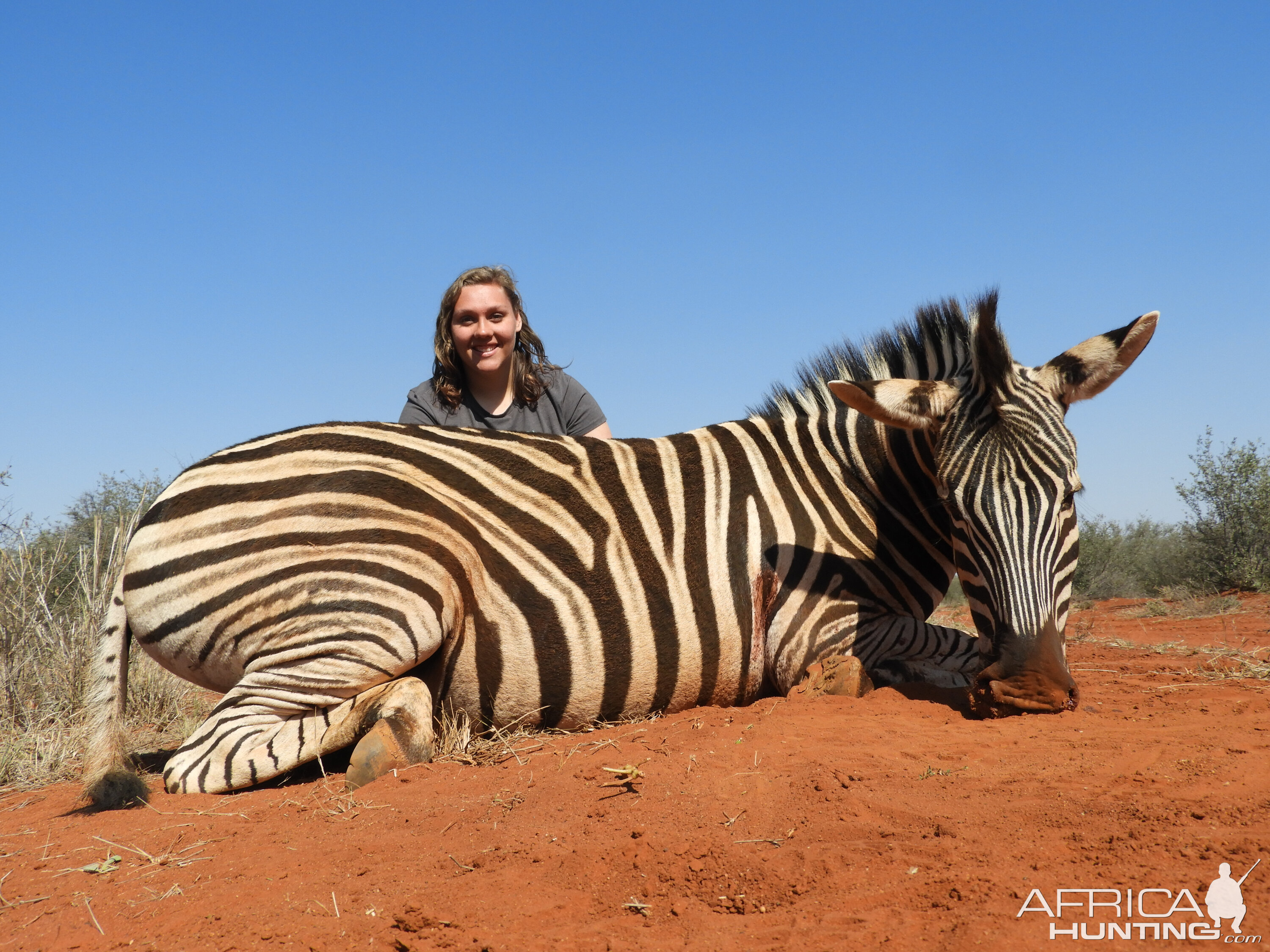 Burchell's Plain Zebra Hunt South Africa