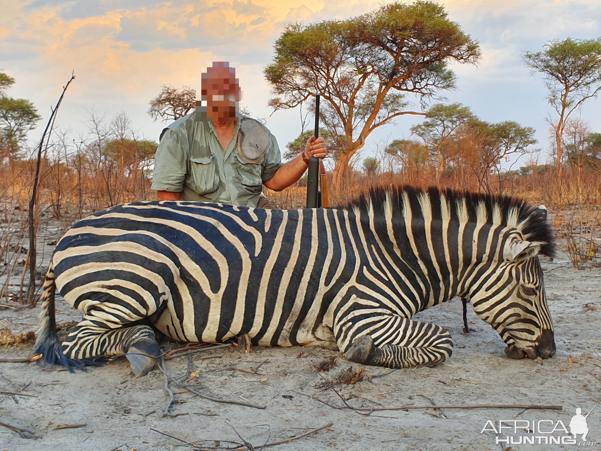 Burchell's Plain Zebra Hunting Namibia