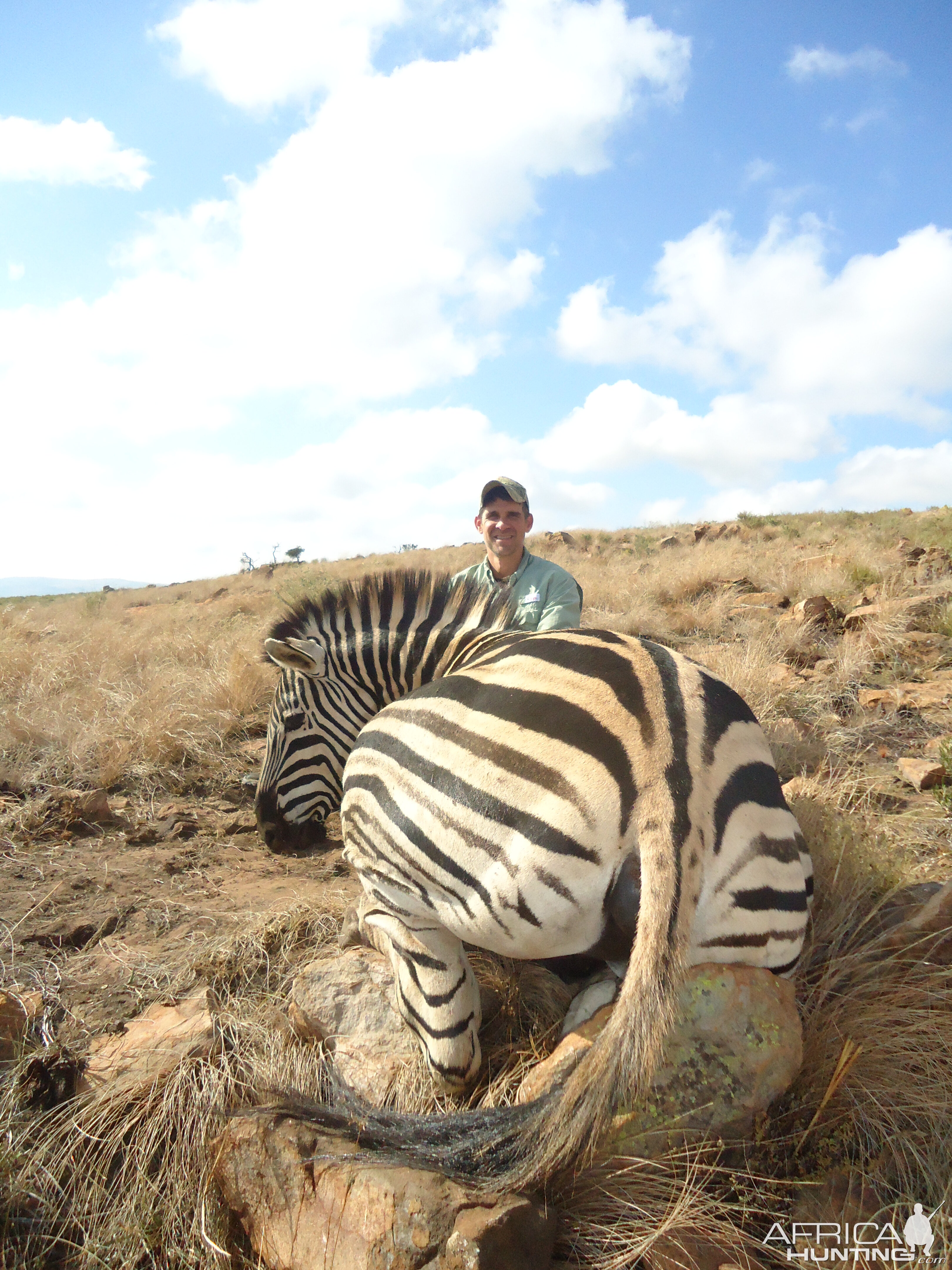 Burchell's Plain Zebra Hunting South Africa