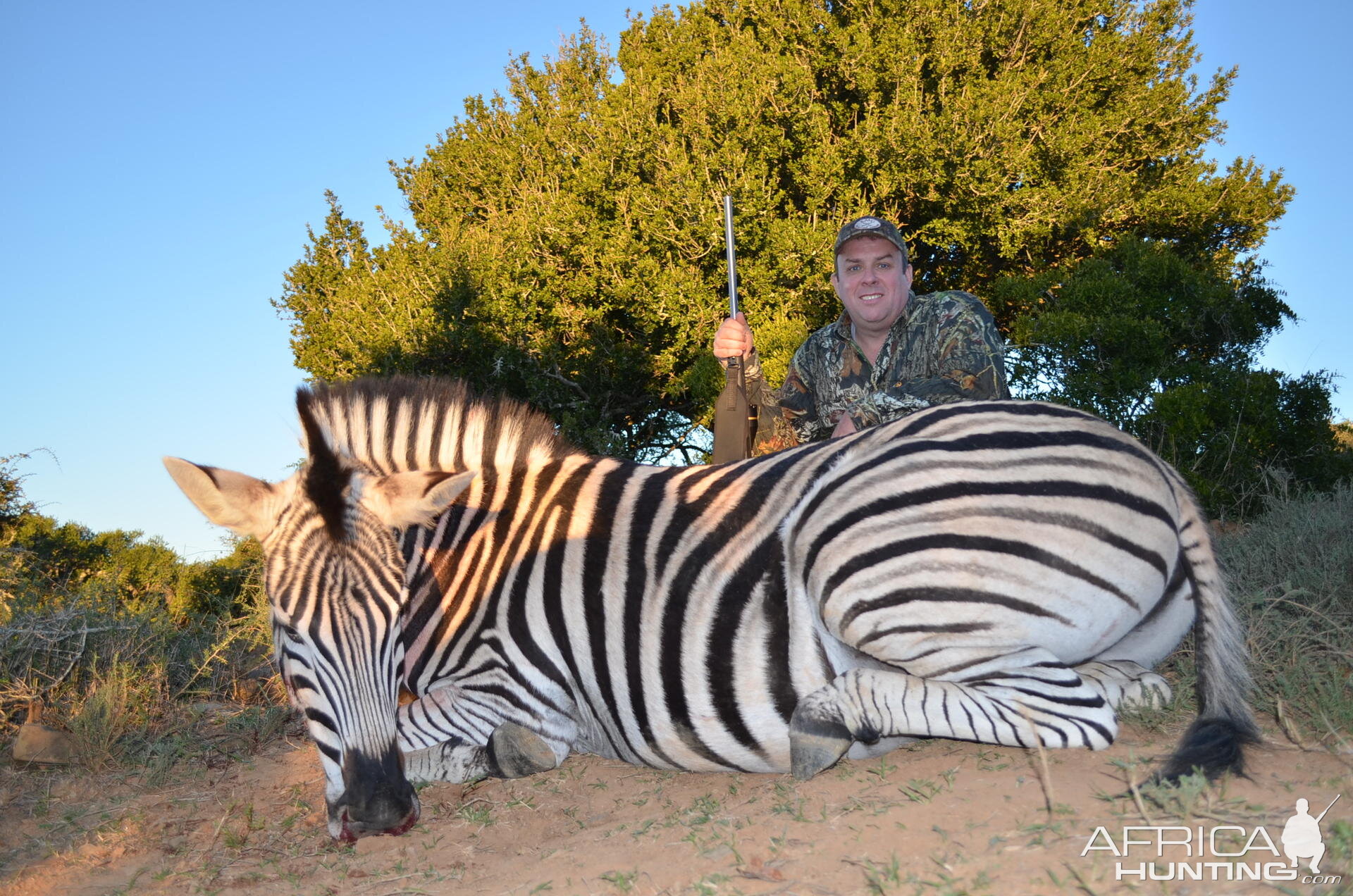Burchell's Plain Zebra Hunting South Africa