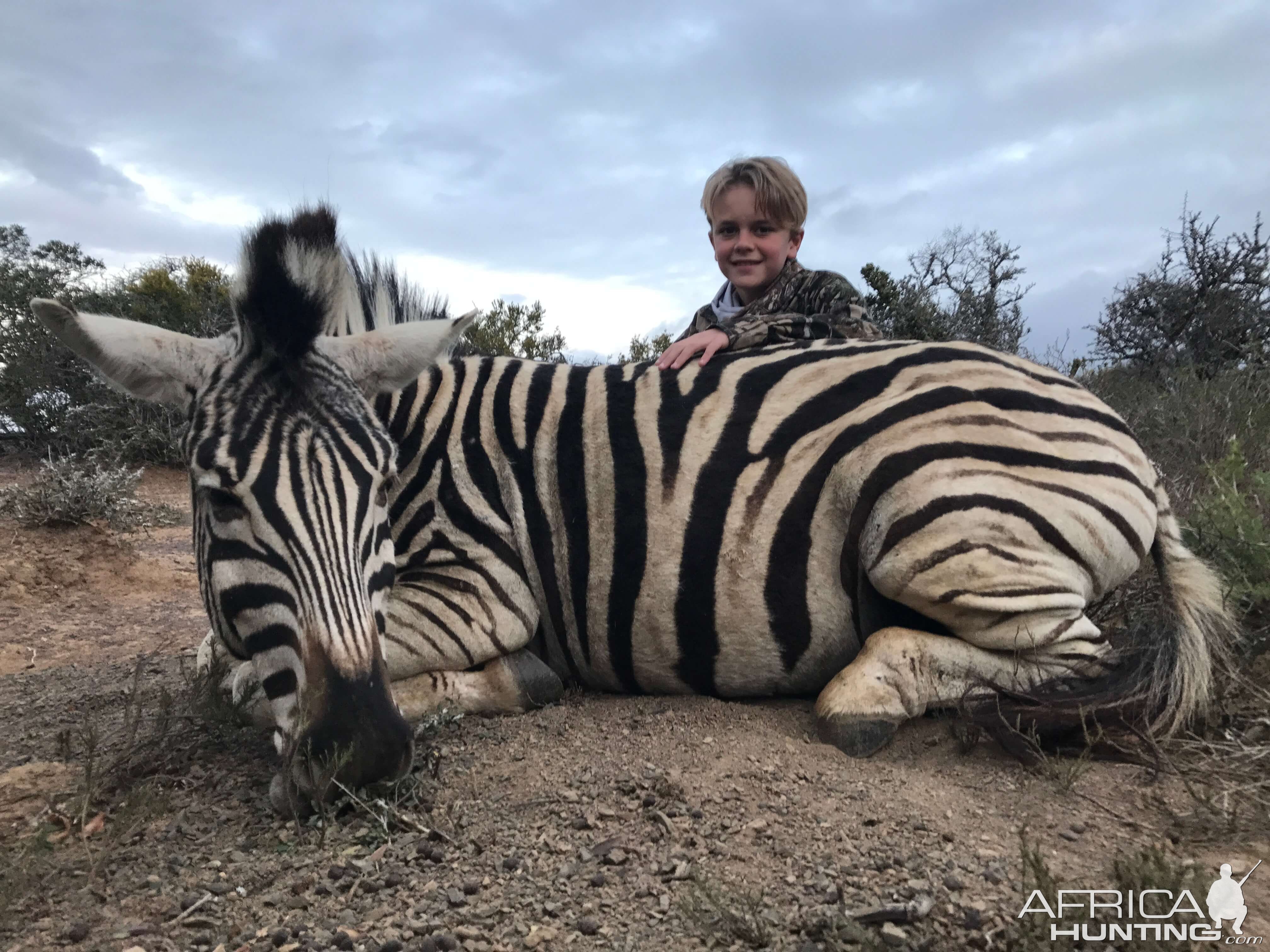 Burchell's Plain Zebra Hunting South Africa