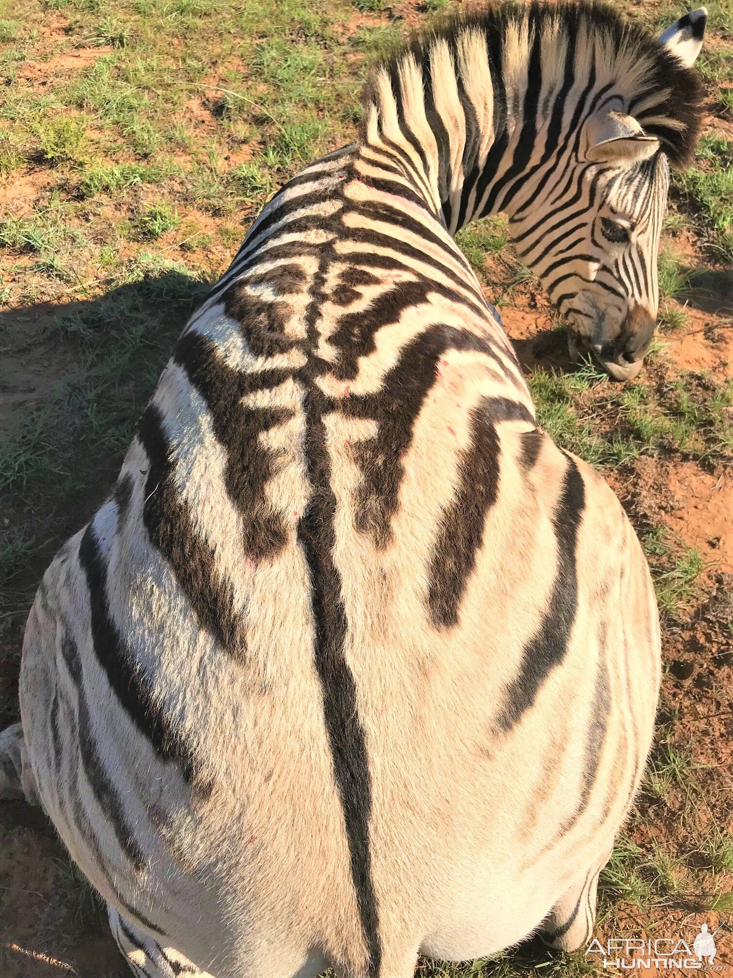 Burchell's Plain Zebra Hunting South Africa