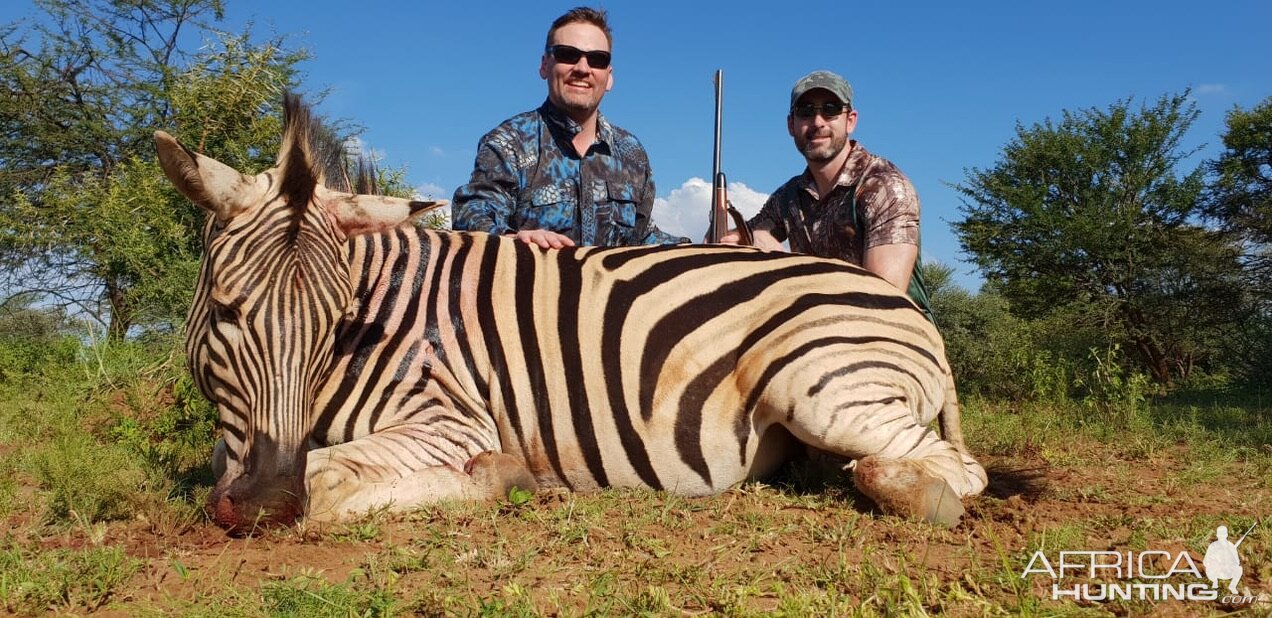 Burchell's Plain Zebra Hunting South Africa