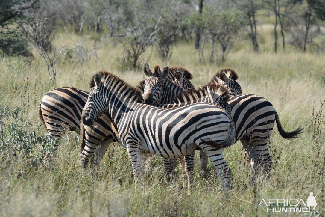 Burchell's Plain Zebra in the Kruger National Park South Africa