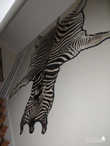 Burchell's Plain Zebra in the Stairwell