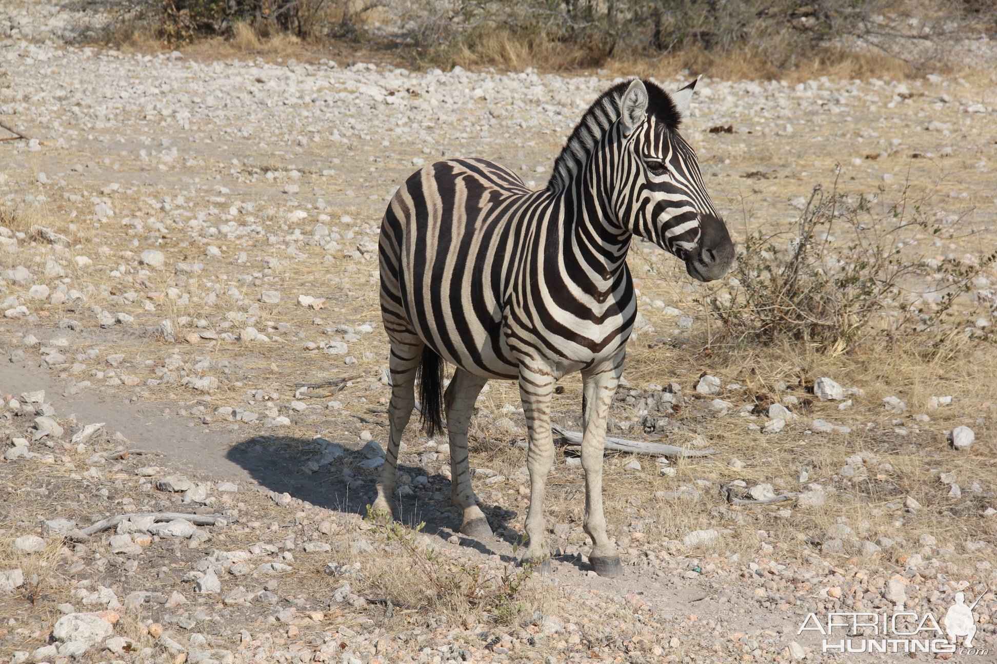 Burchell's Plain Zebra Namibia