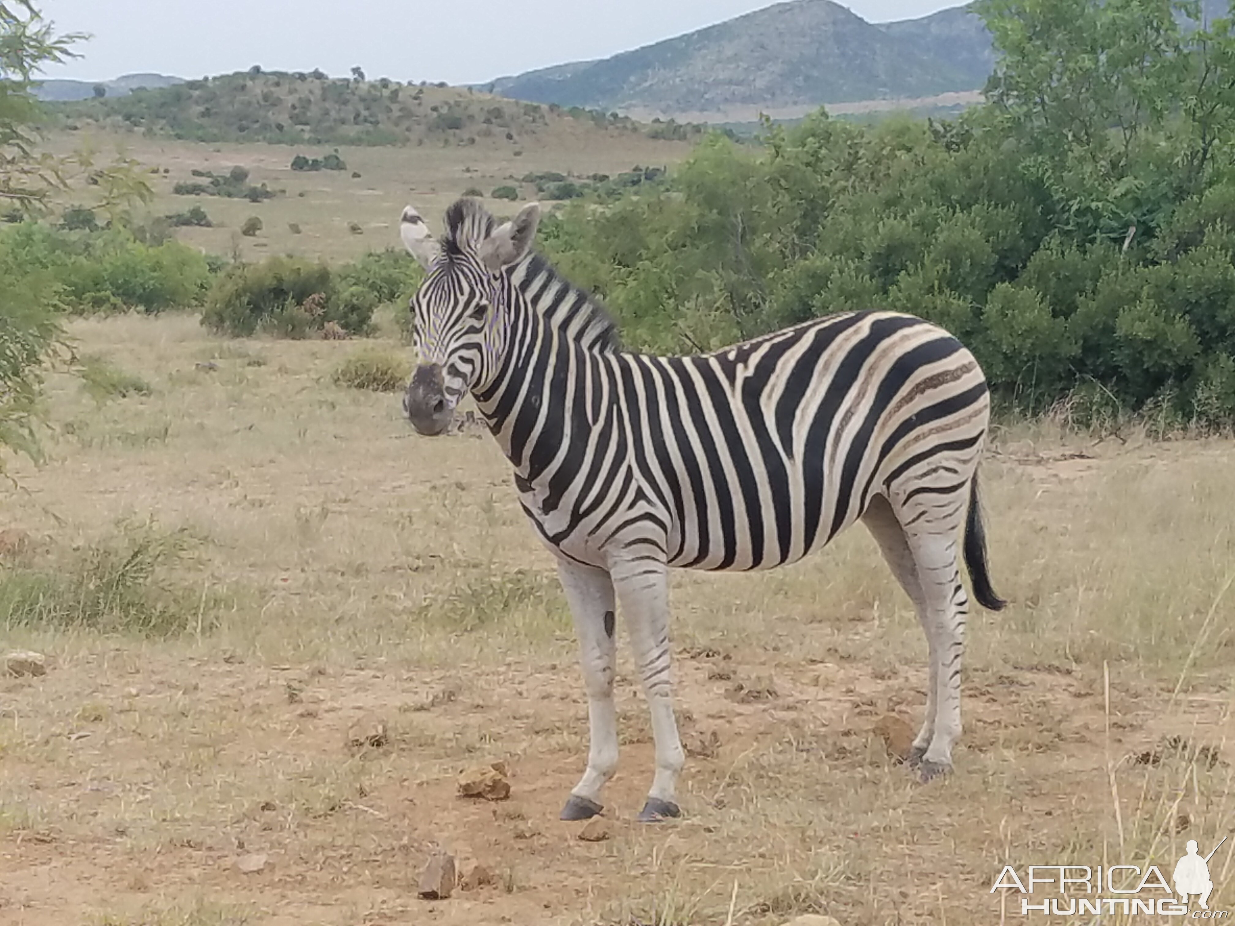 Burchell's Plain Zebra Namibia