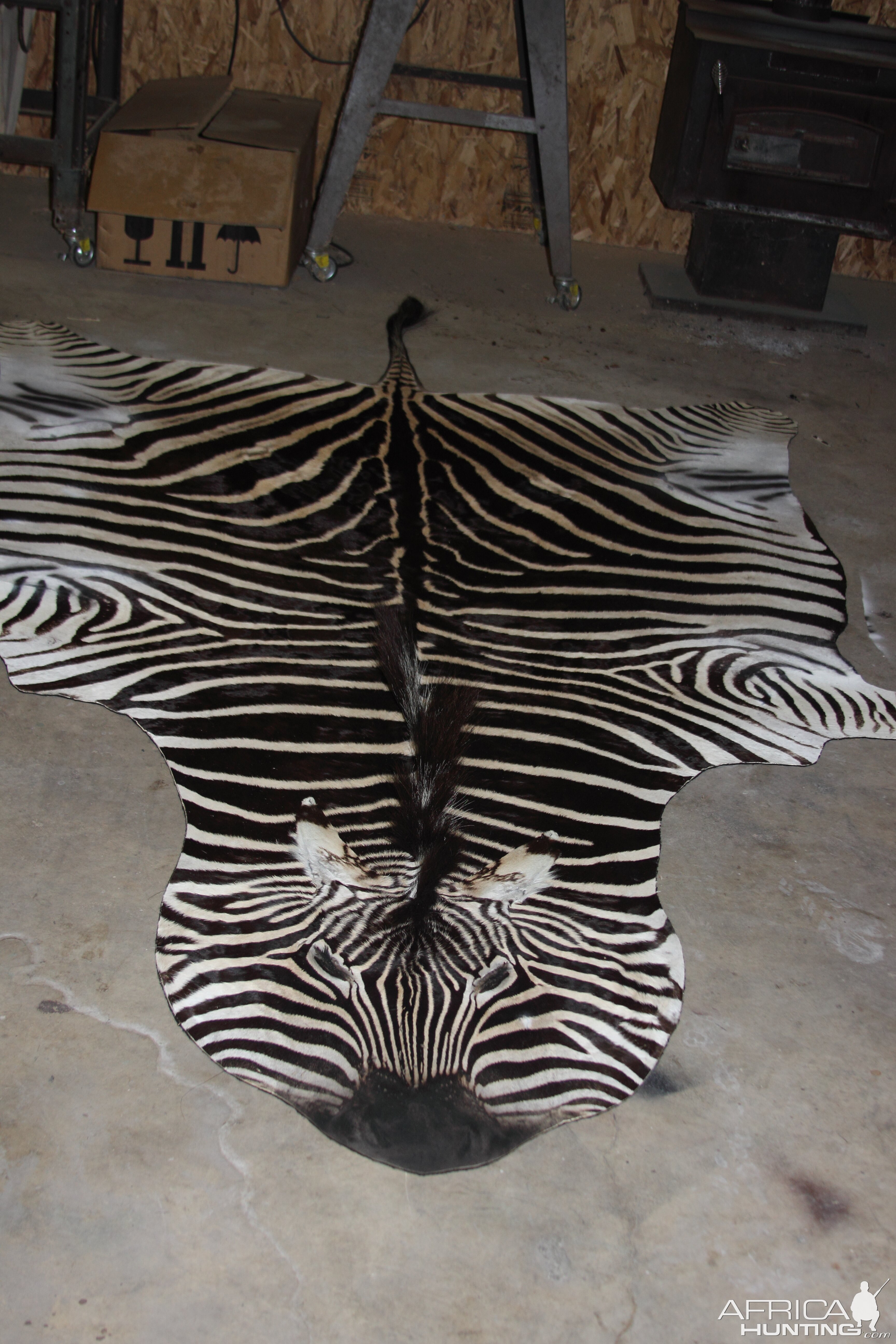 Burchell's Plain Zebra Rug Taxidermy