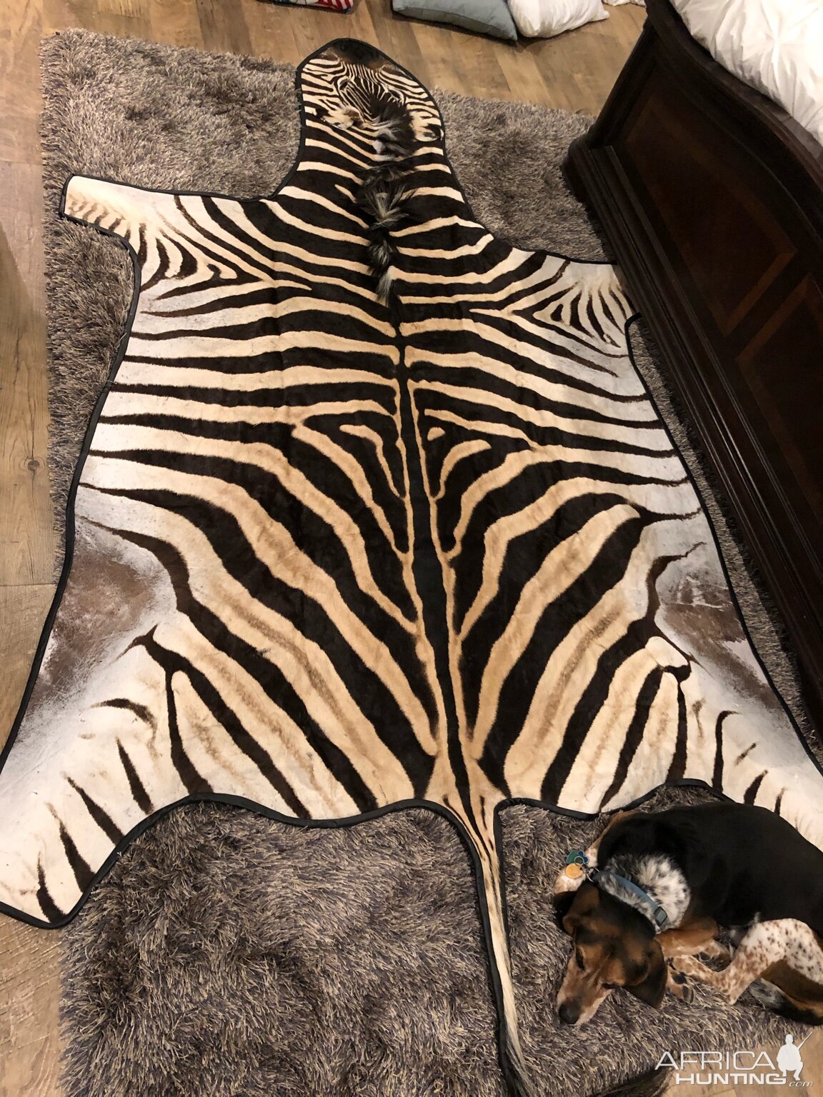 Burchell's Plain Zebra Rug Taxidermy