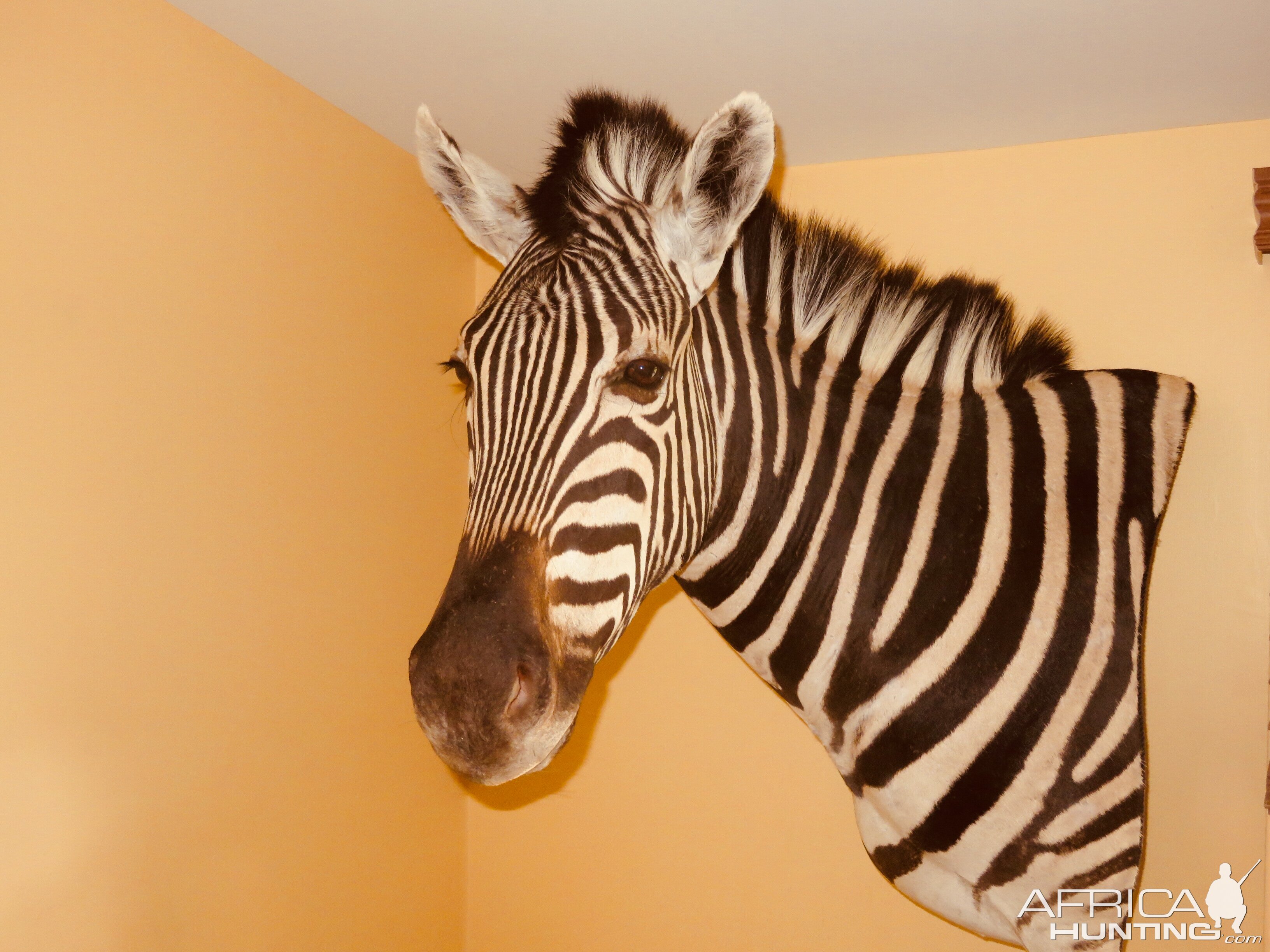 Burchell's Plain Zebra Shoulder Mount Taxidermy