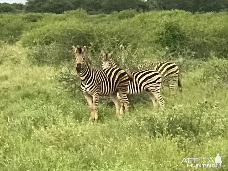 Burchell's Plain Zebra South Africa