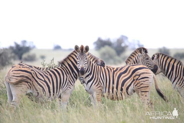Burchell's Plain Zebra South Africa