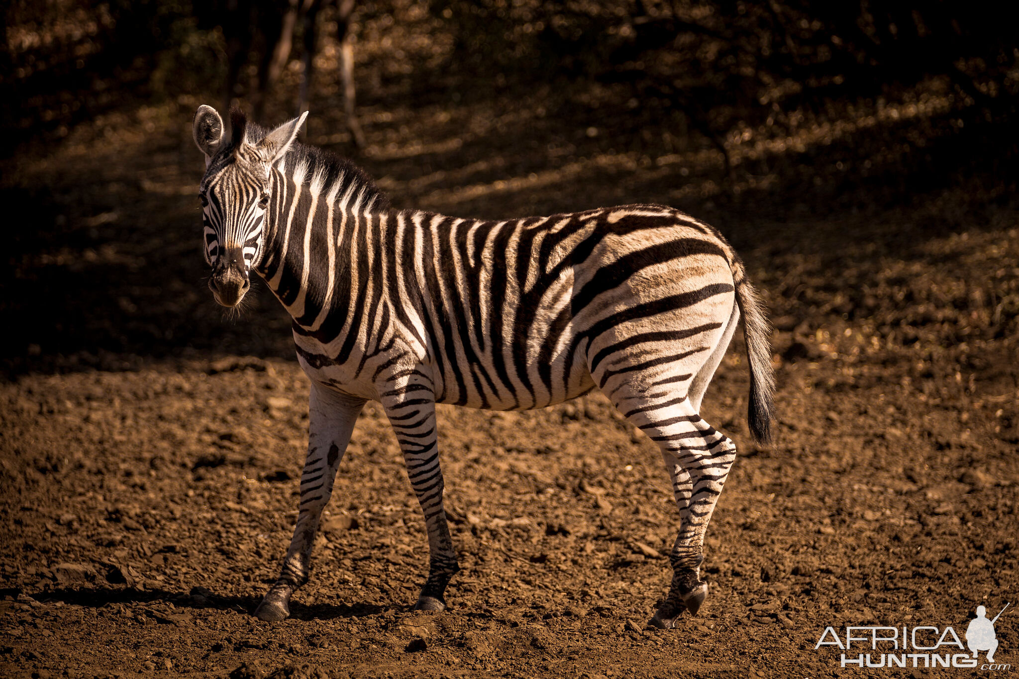 Burchell's Plain Zebra South Africa