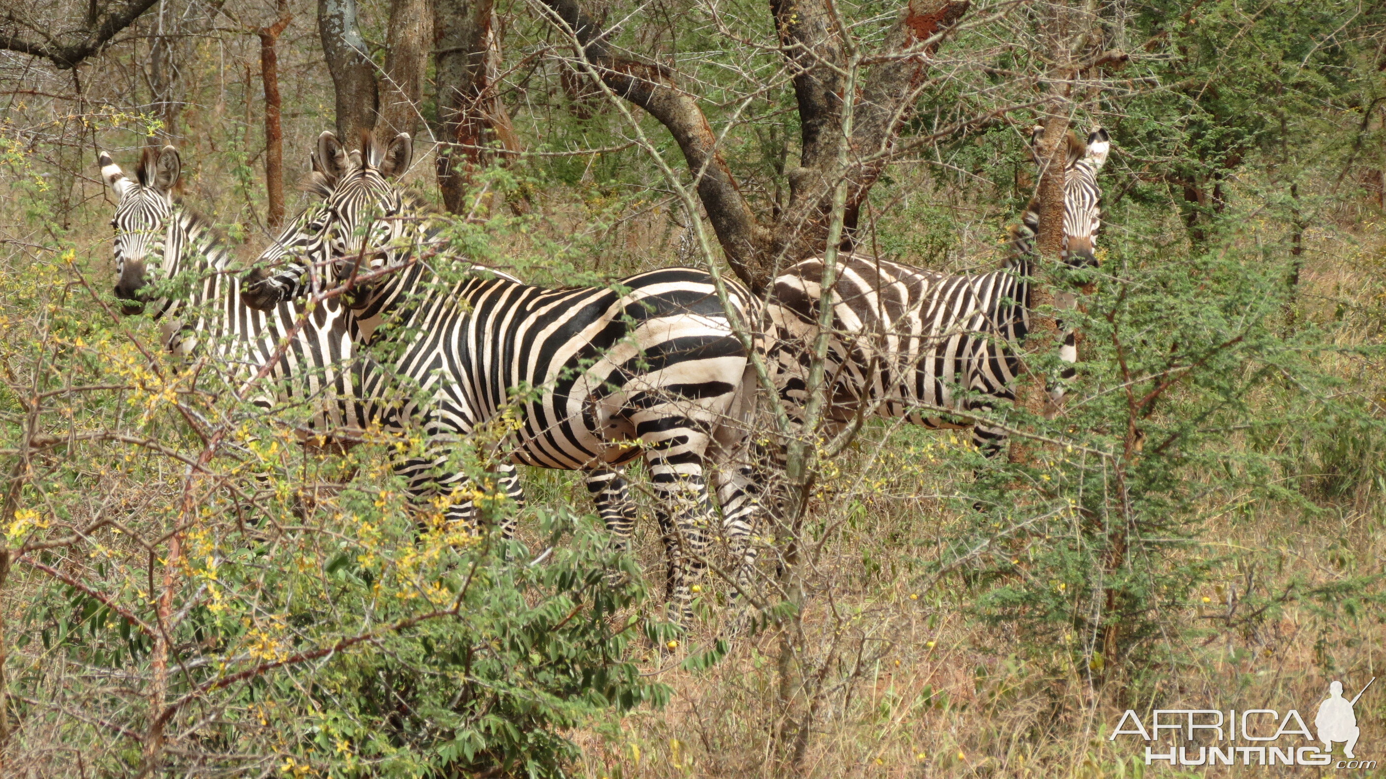 Burchell's Plain Zebra Tanzania