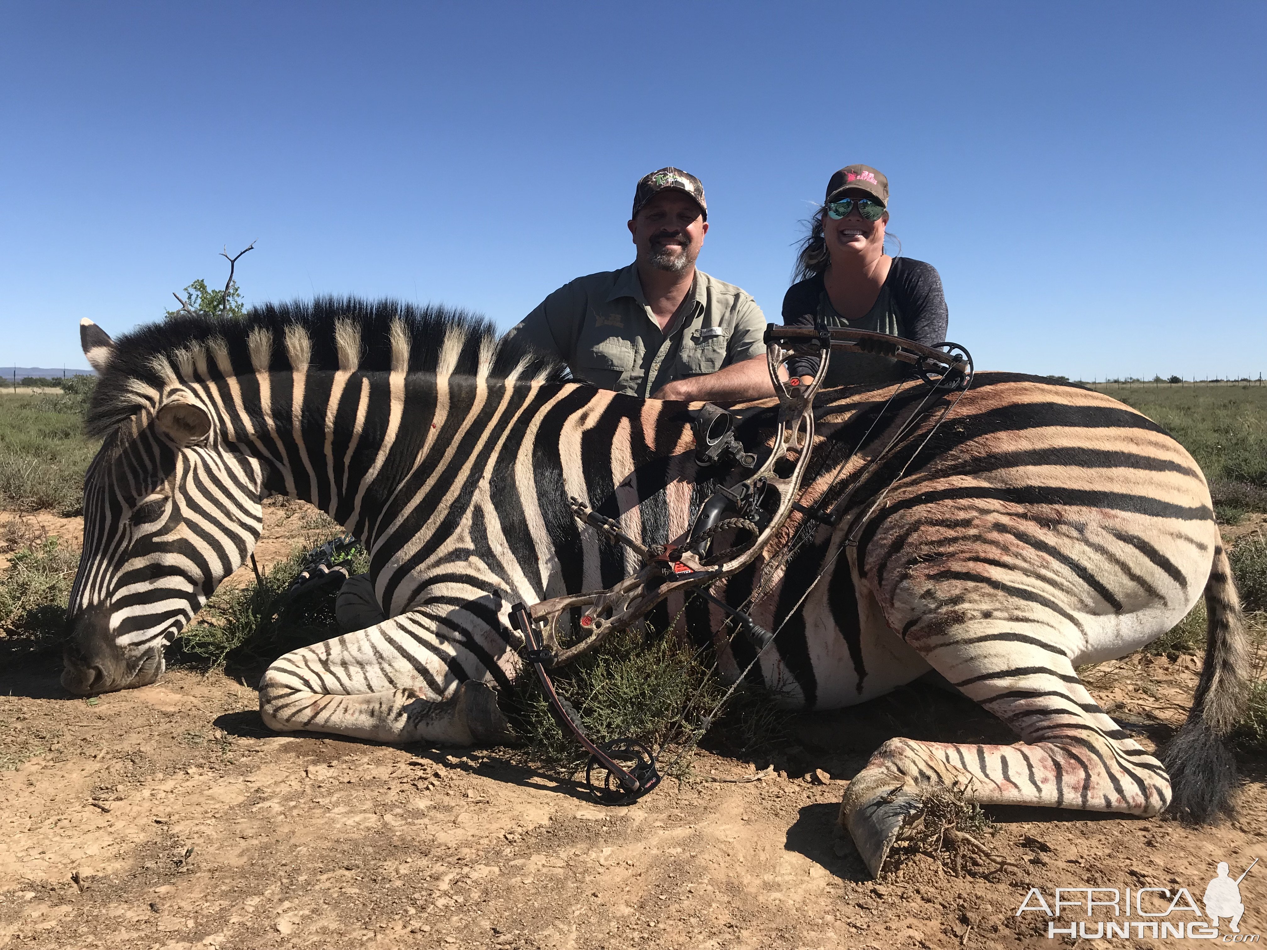 Burchell's Plains Zebra Hunt South Africa