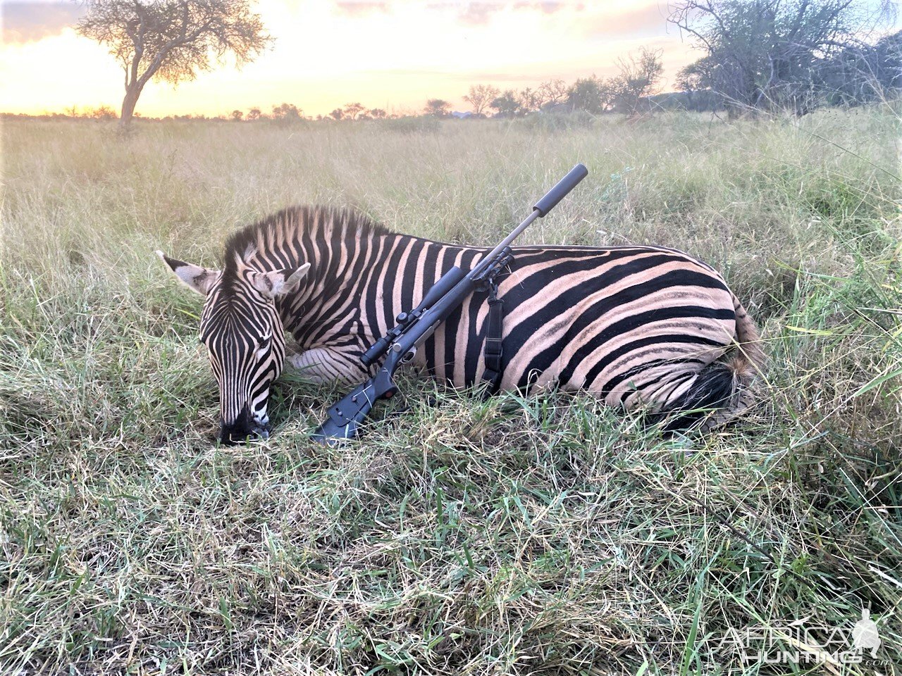 Burchells Zebra Hunt Limpopo Province South Africa